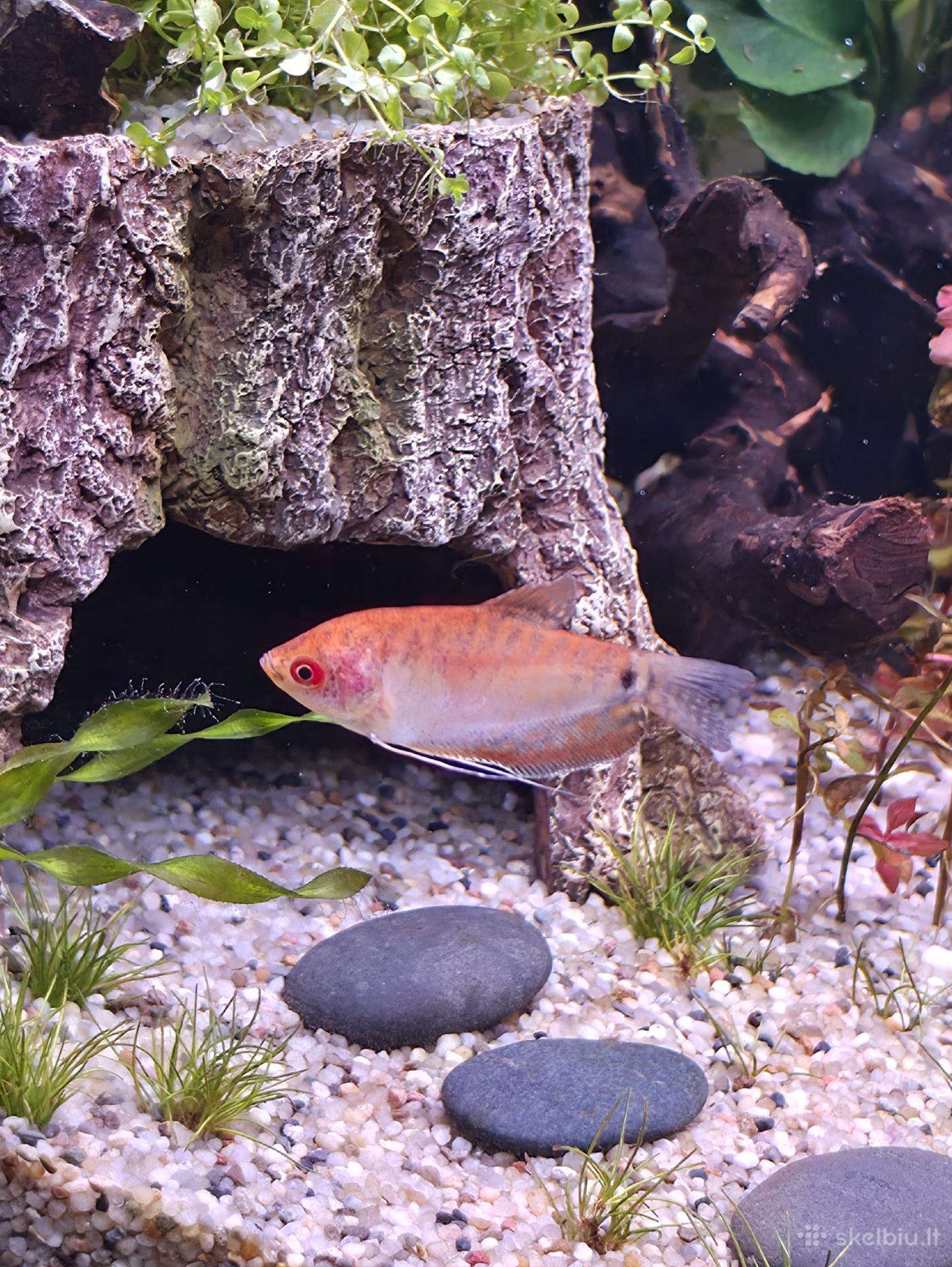 Atiduodu Trichopodus trichopterus