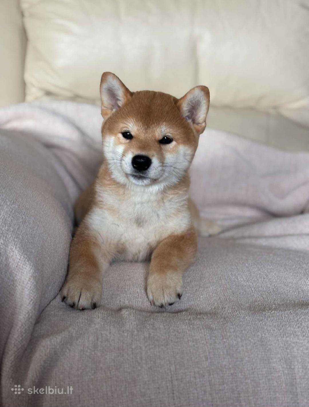 Kalytė šiba