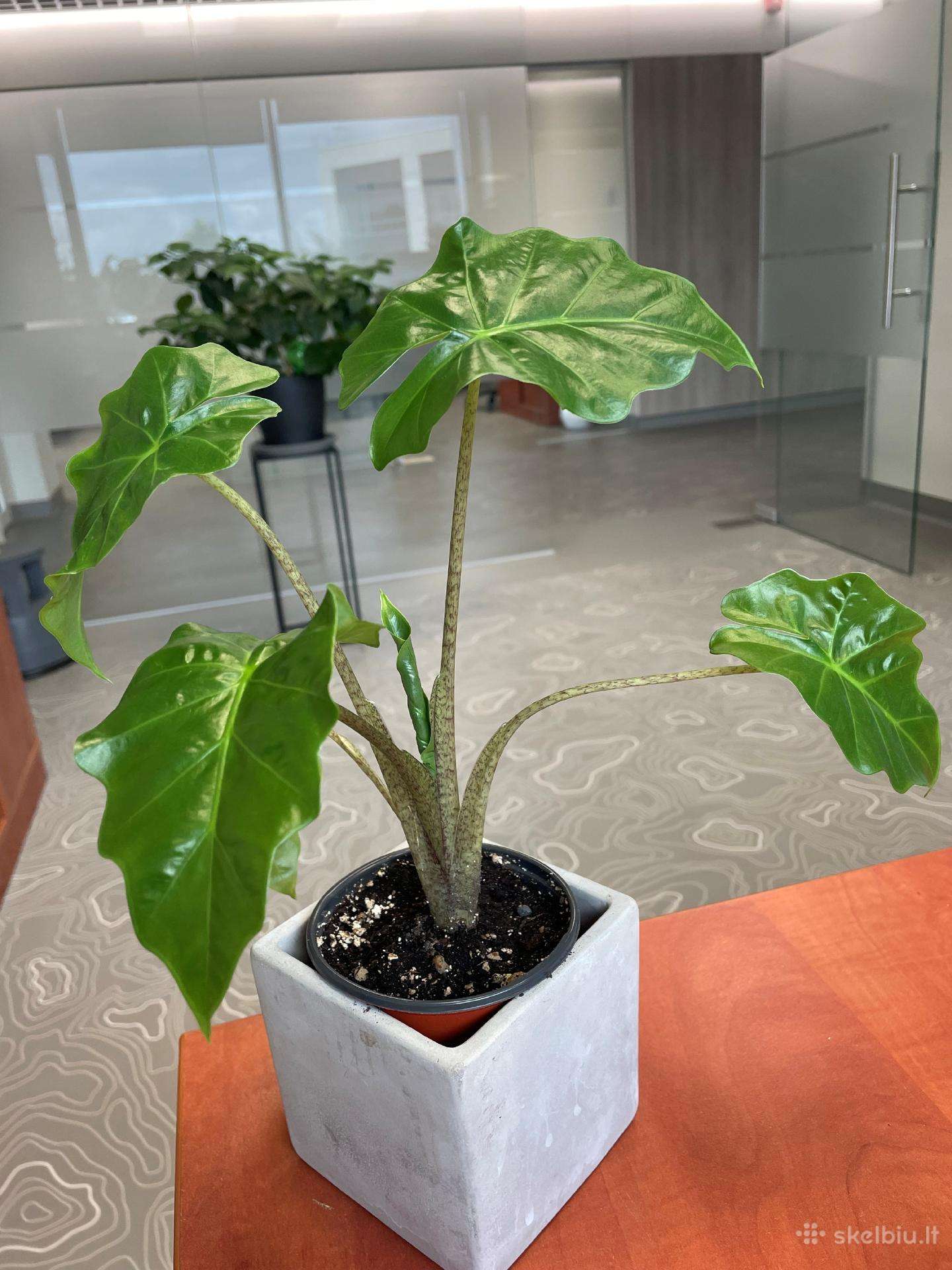 Alocasia Portodora