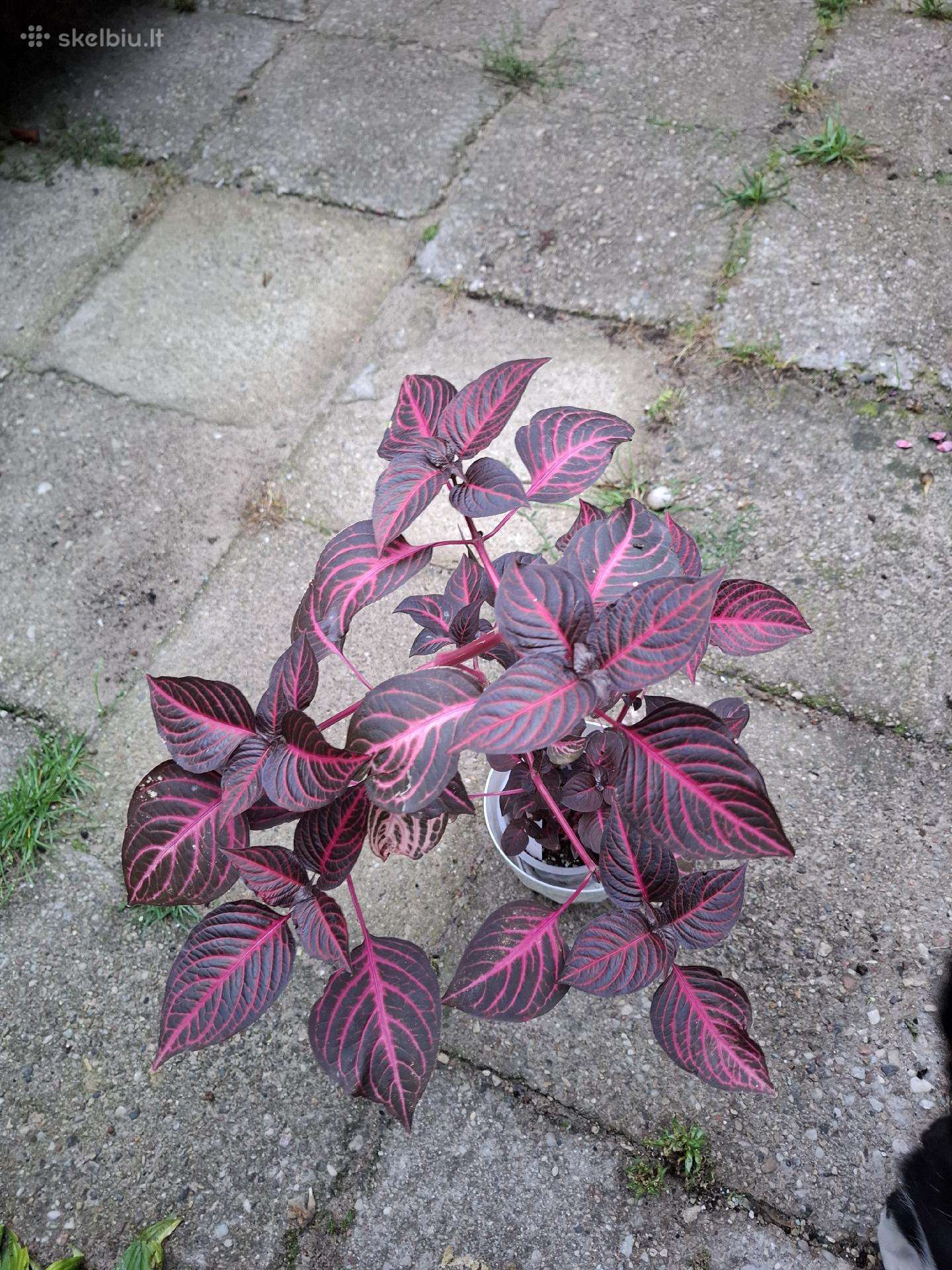 .Iresine herbsti 'Bloodleaf'