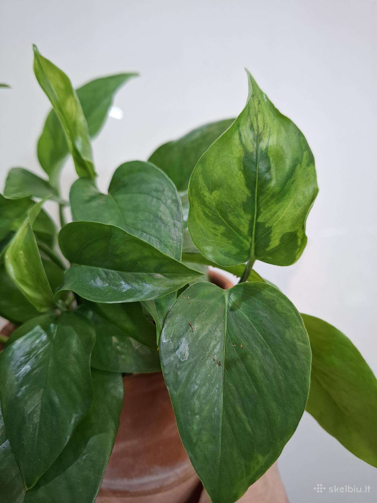 Epipremnum Jungle Star