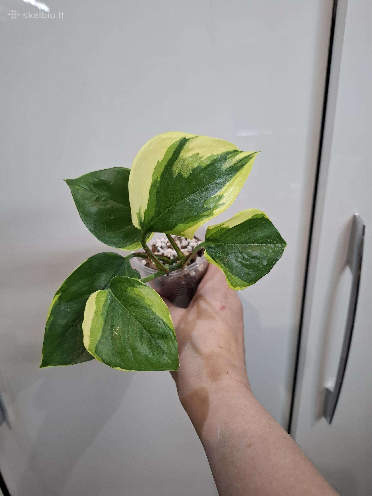 Epipremnum aureum 'Manjula Poonsin