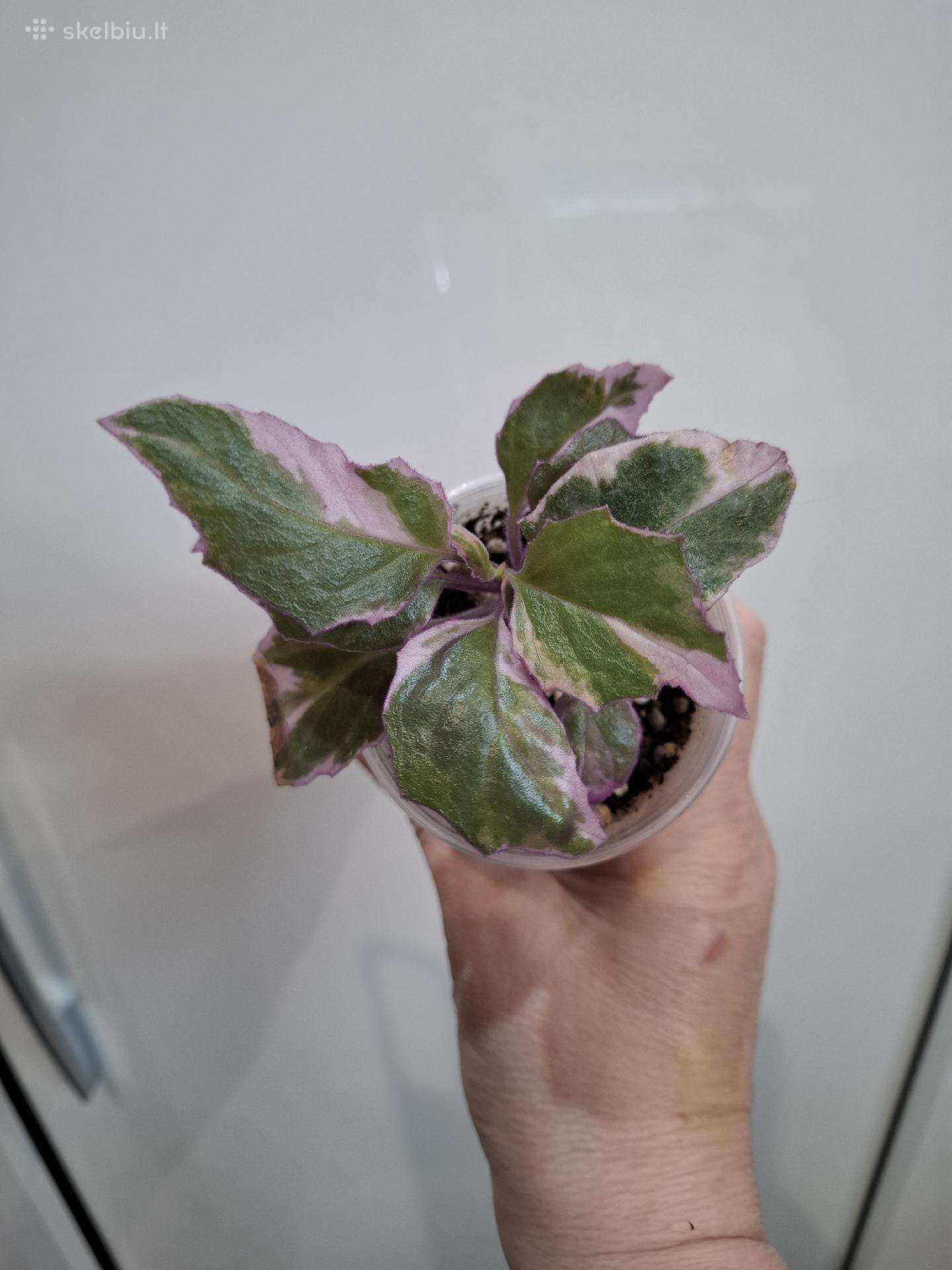 Ginura variegata