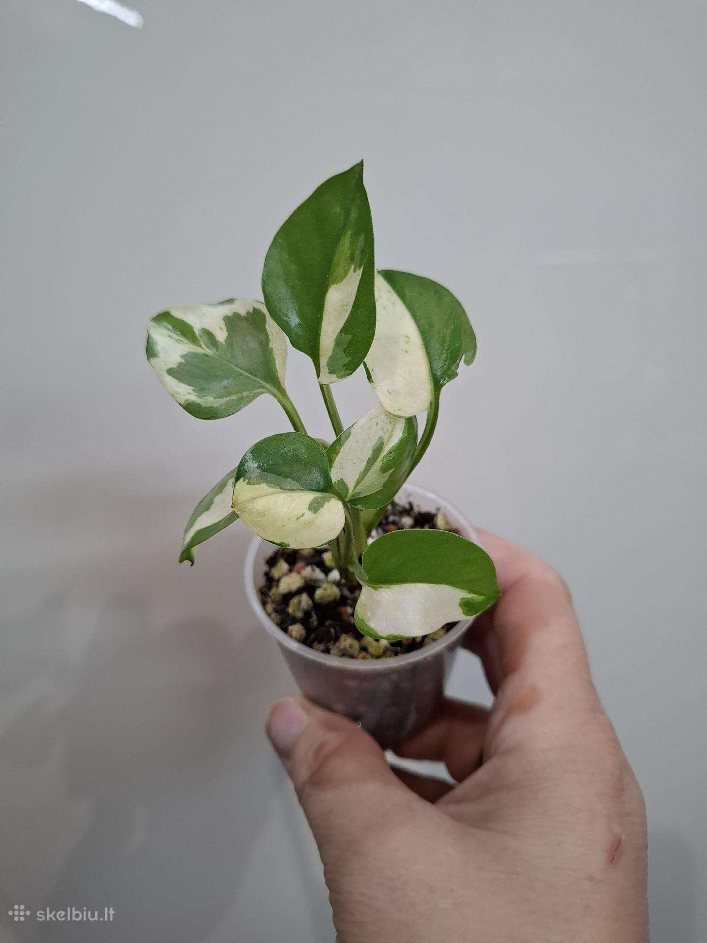 .Epipremnum Pearl and Jade