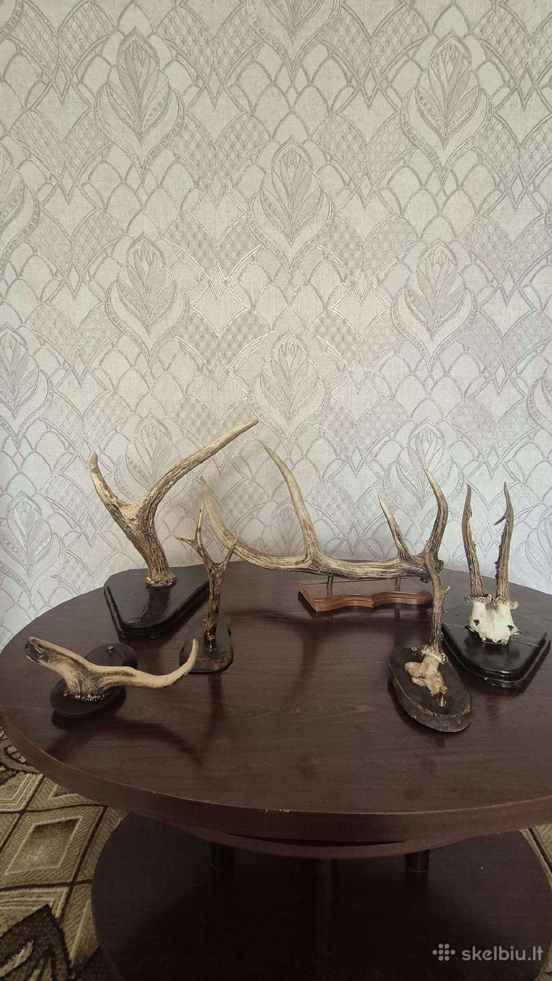 Medziokles Trofeju Kolekcija