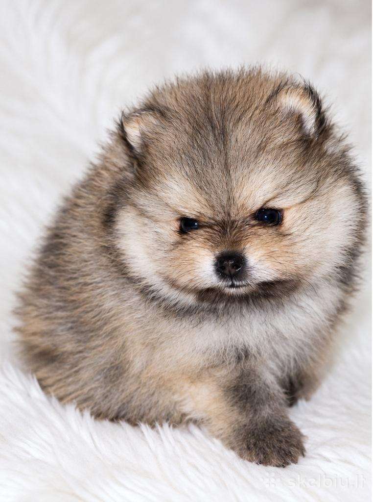 Parduodamas Pomeranijos špicų patinėlis