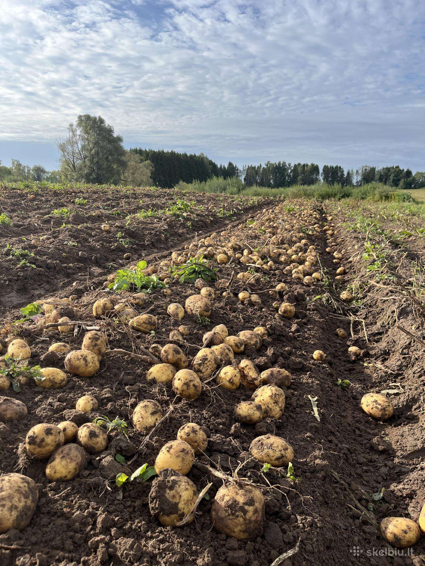 Parduodame Bulves augintas Be Trąšų