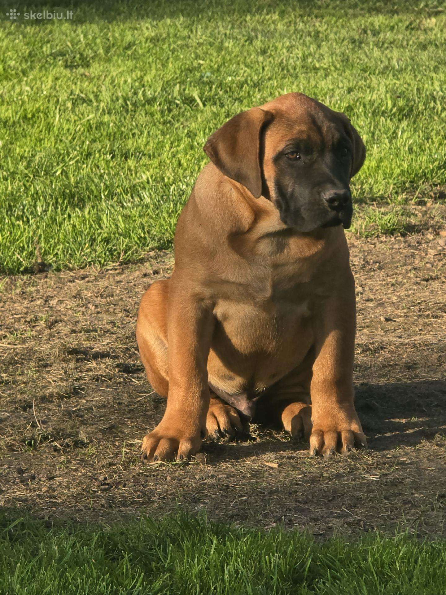 Presa canario.liko berniukas ir mergaite