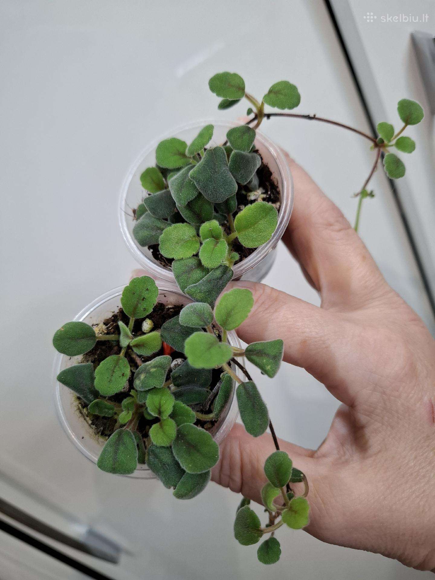 Episcia Alsobia