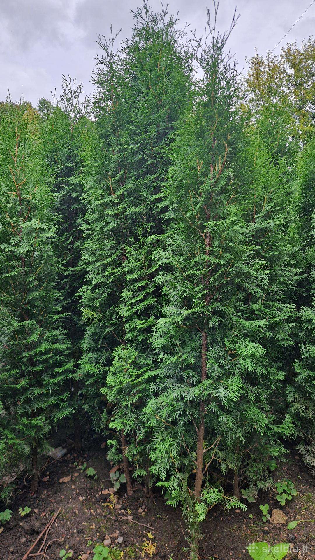 Tujos 200 cm Kretingoje
