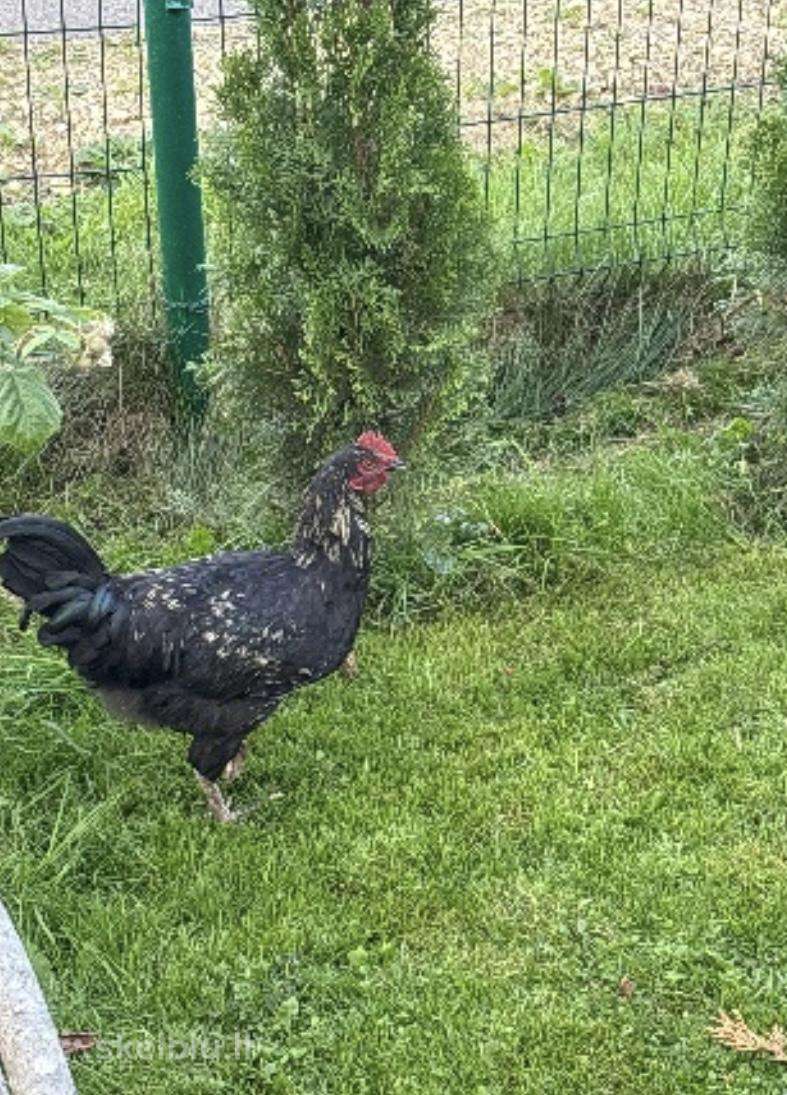 Parduodami gaidžiai