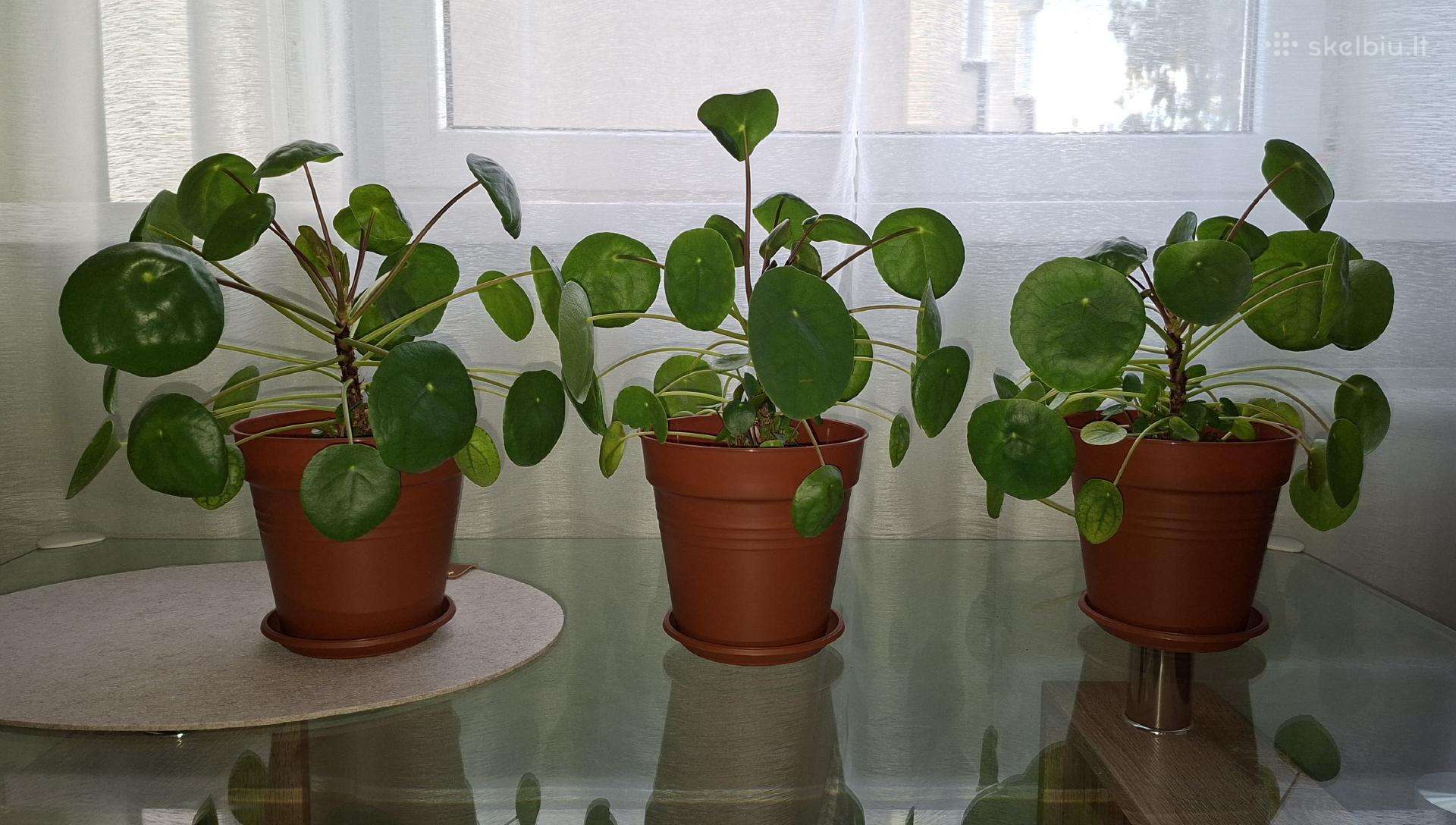Pilea peperomioides