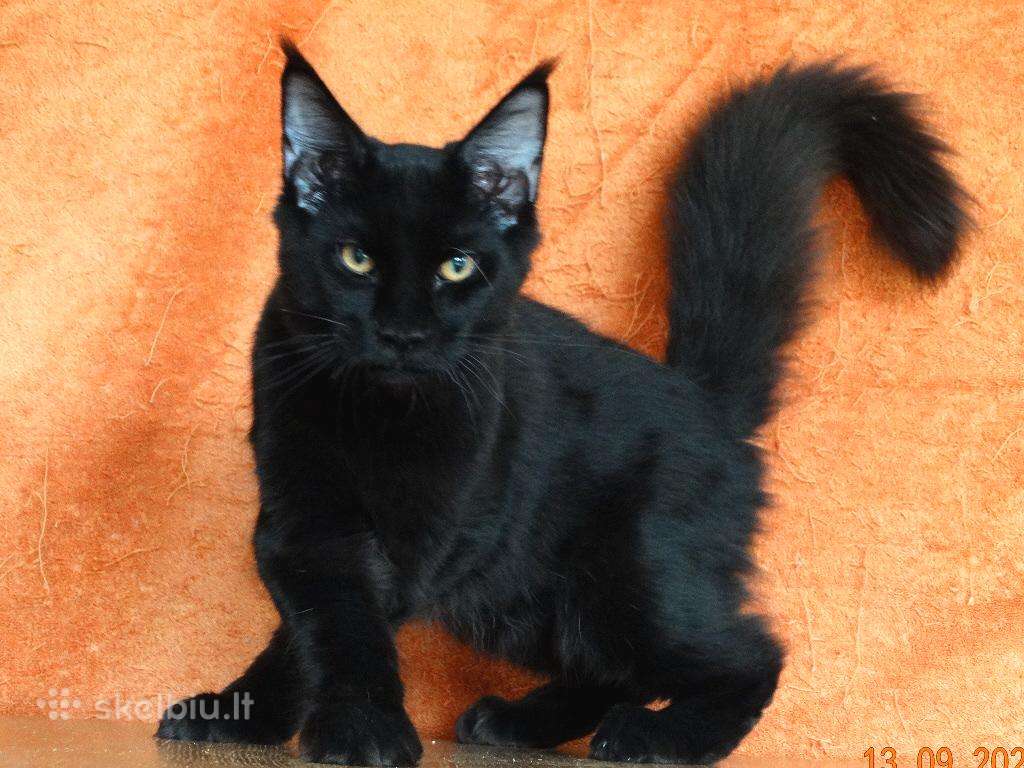 Meino meškėnų kačiukas Lenny