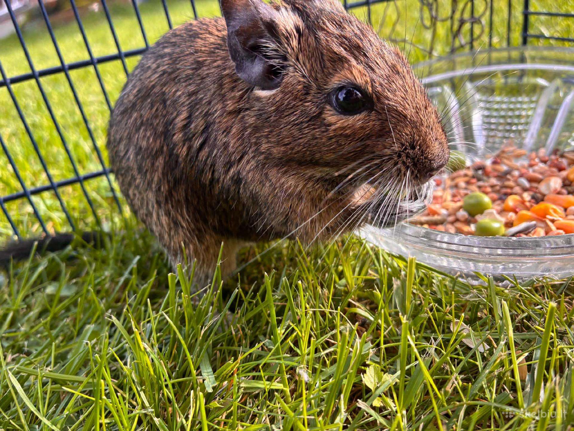 Čilės voveraitė, Degu