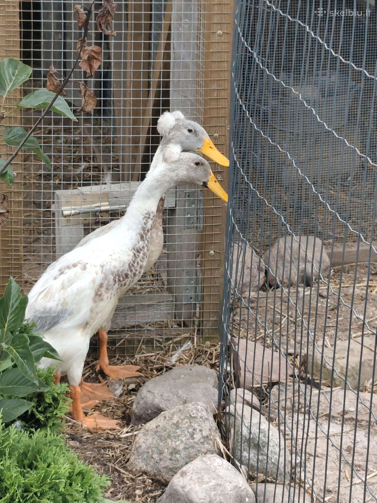 Kuoduotas bėgikas antinas