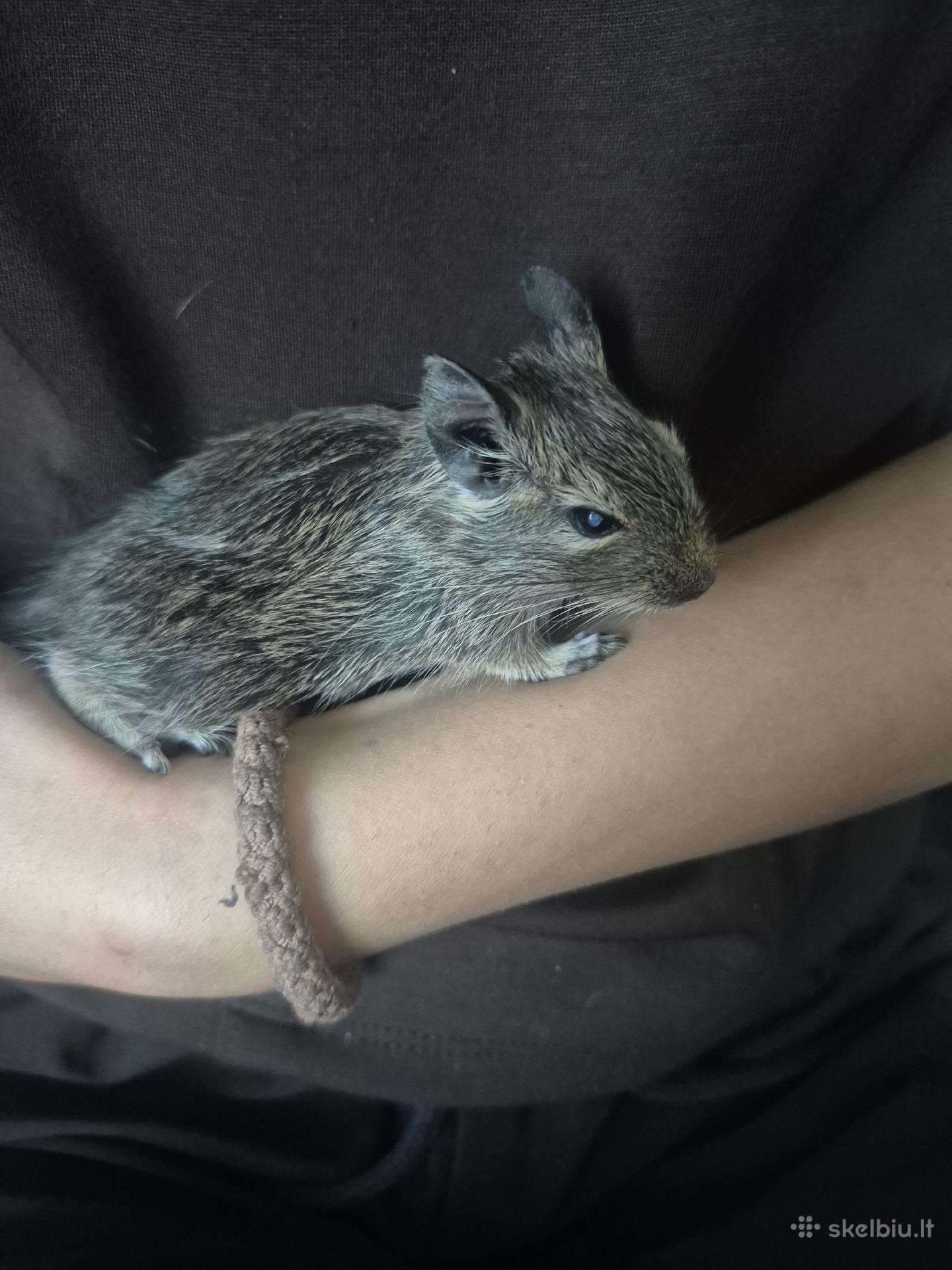 Degu