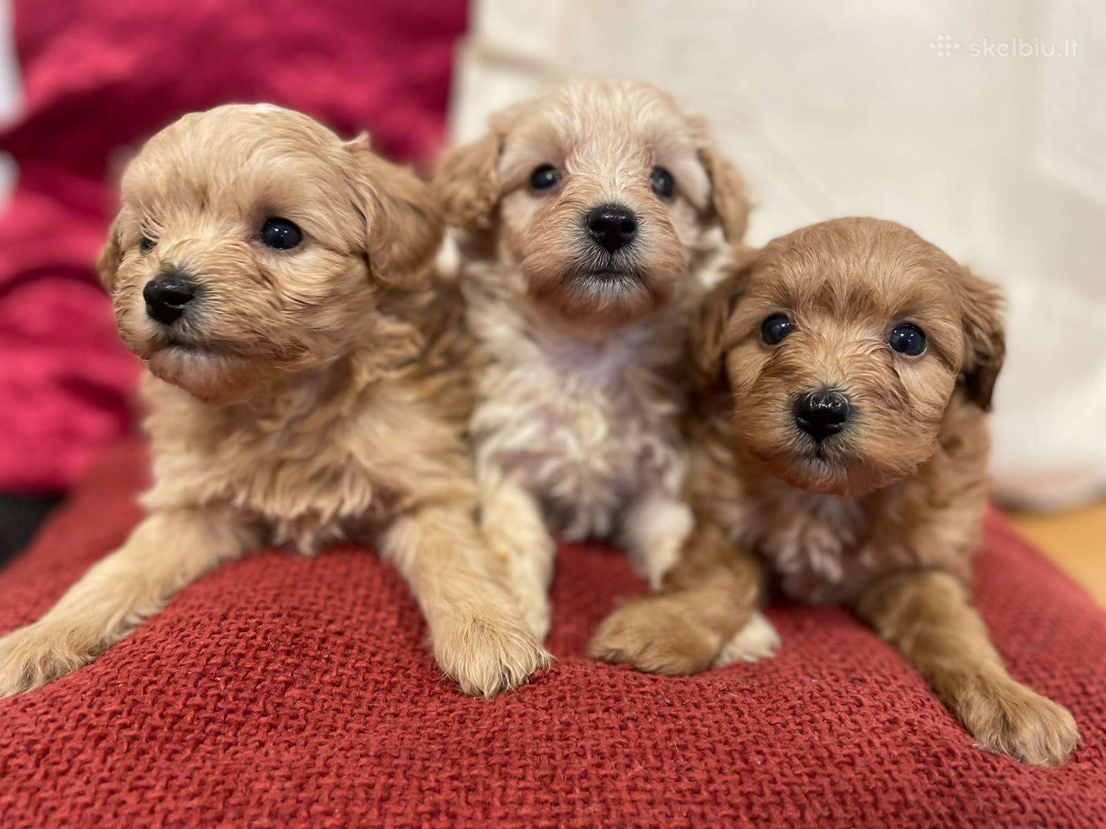 Maltipoo