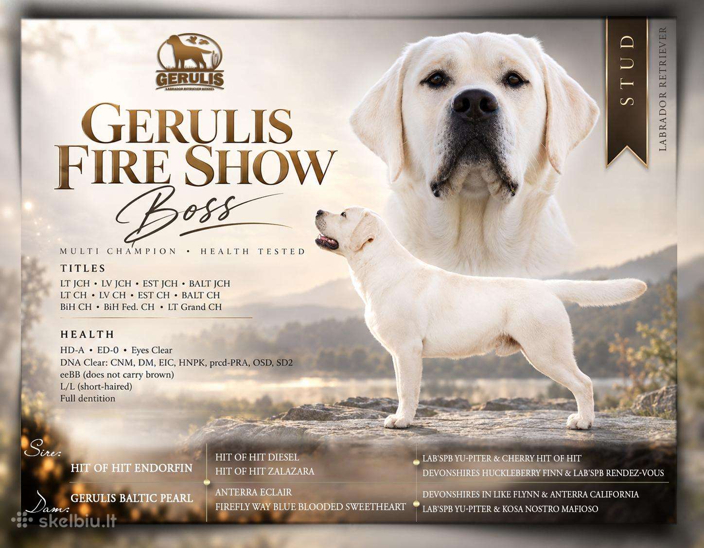 Labradoro retriveris reproduktorius kergimui