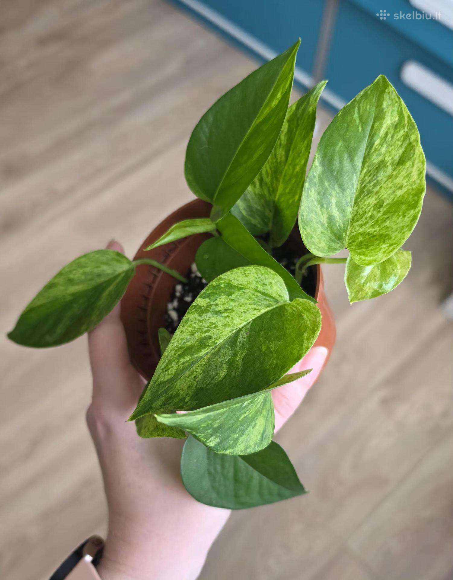 Epipremnum aureum marble queen