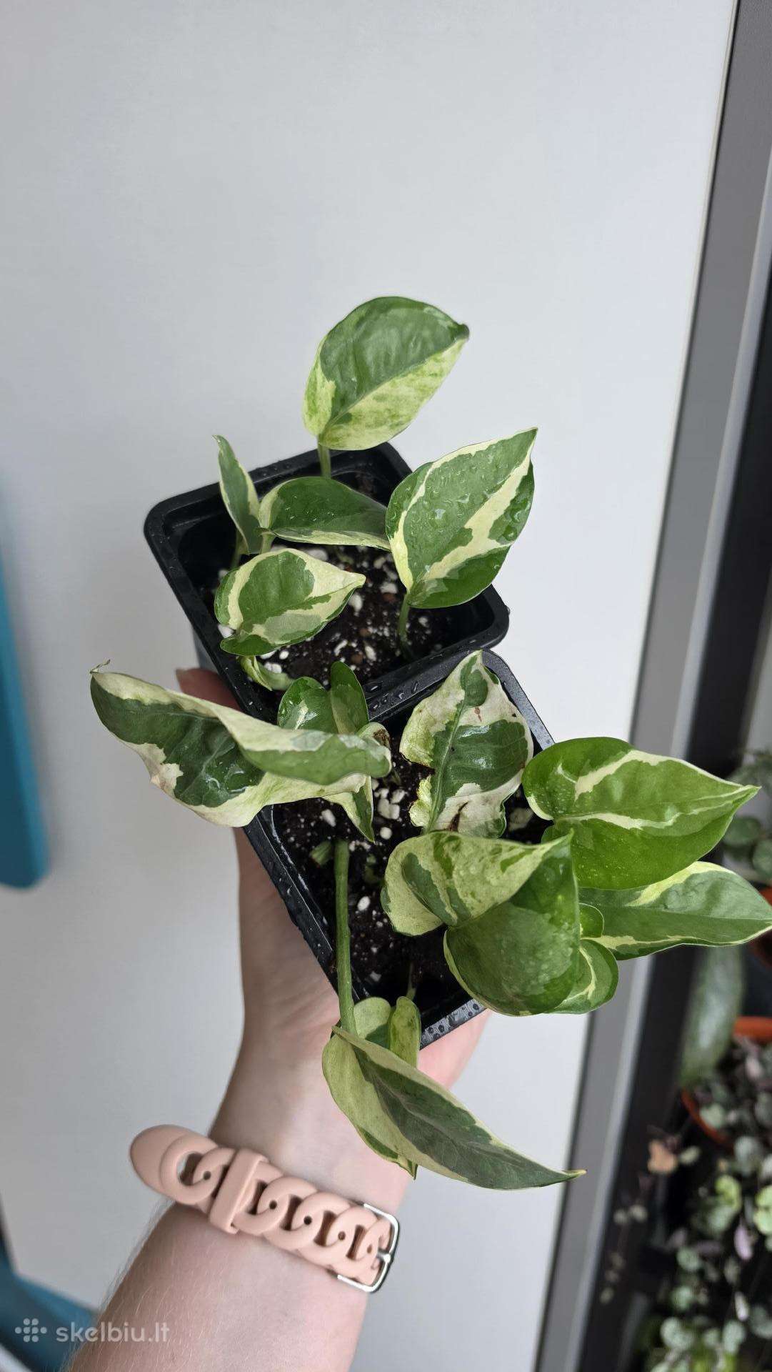 Epipremnum aureum N'joy