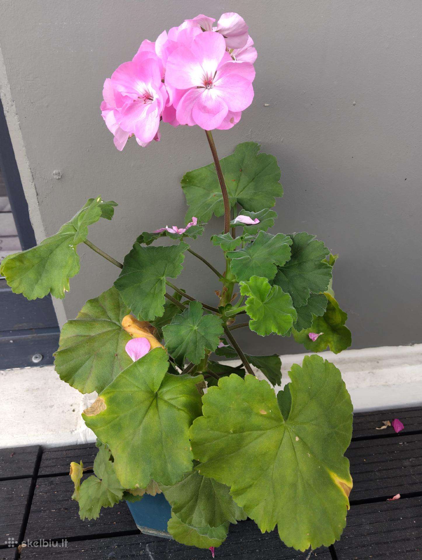 Dovanoju pelargoniją