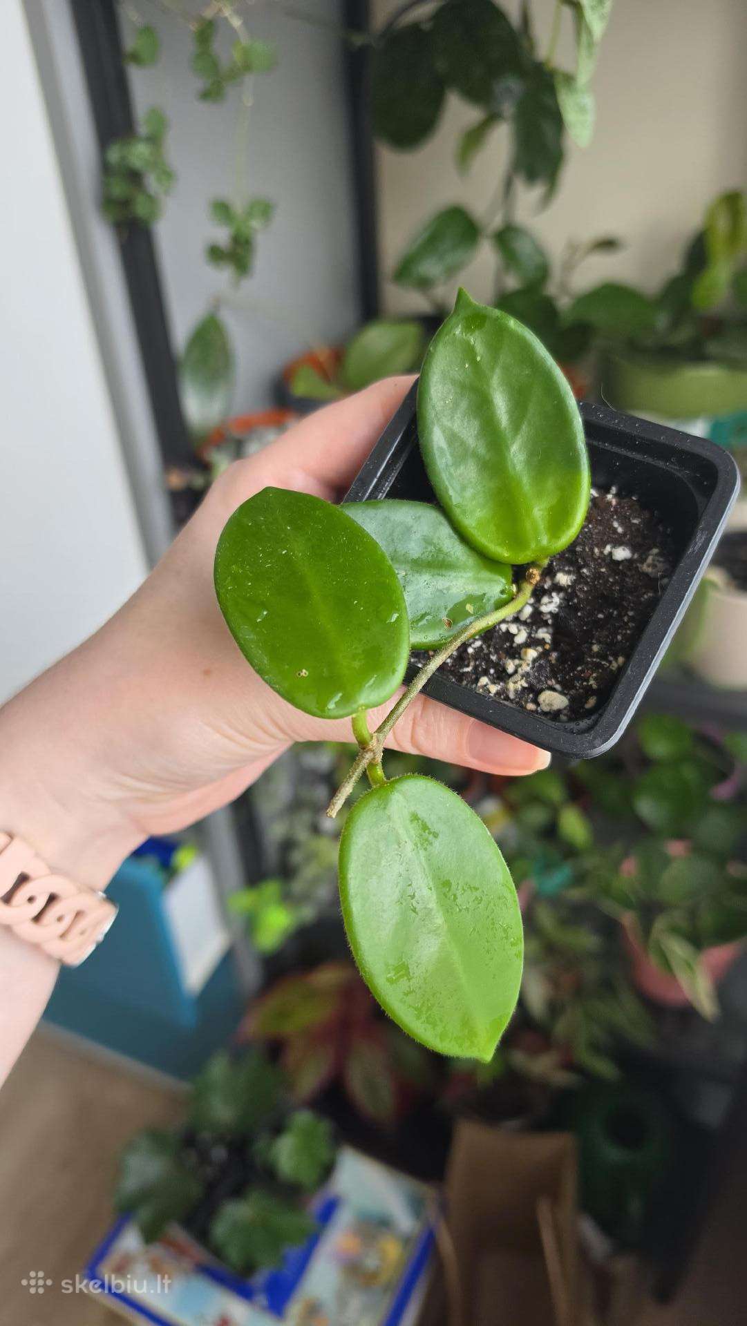 Hoya - vaškuolės