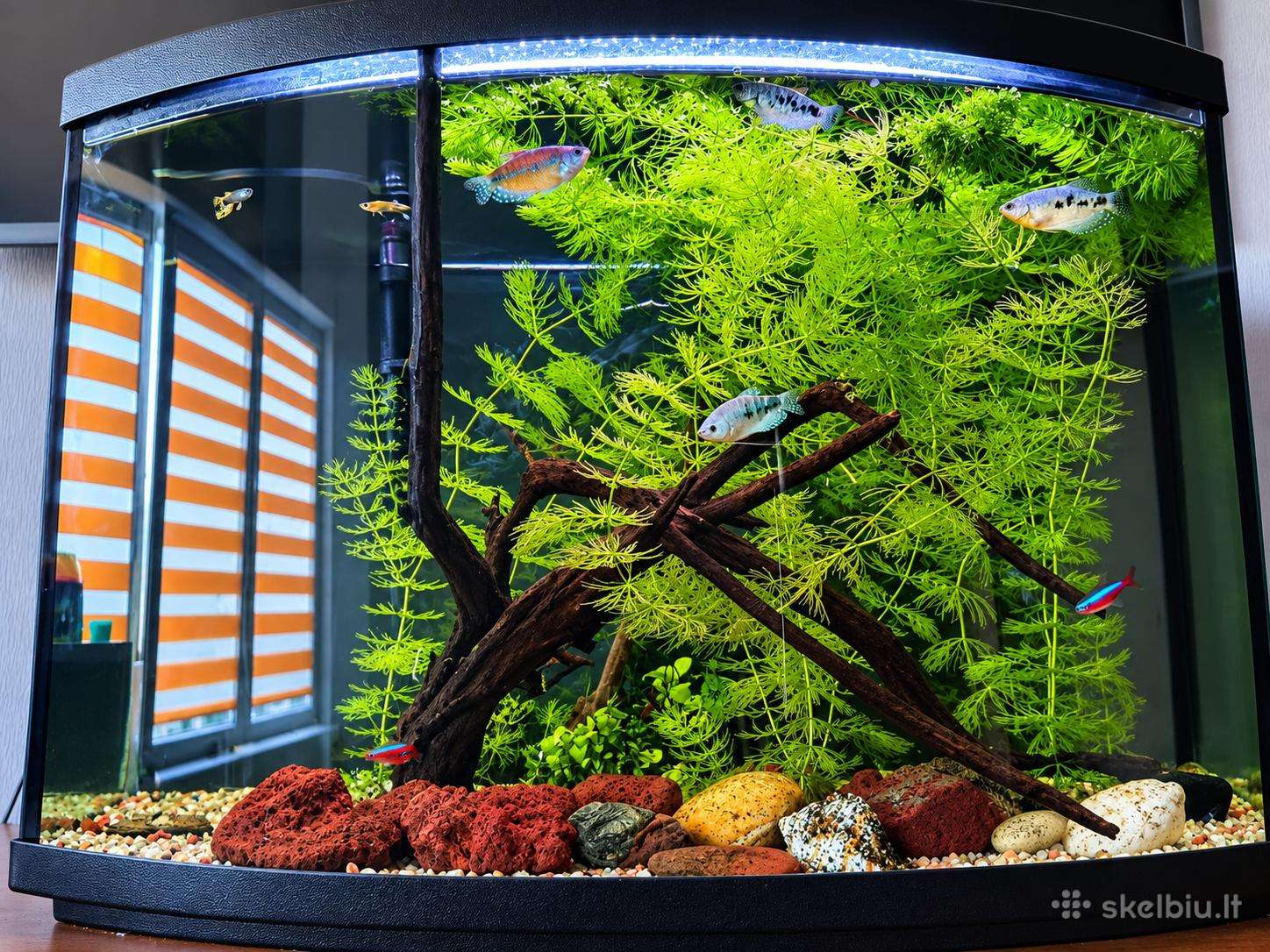 Parduodamas 72l akvariumas