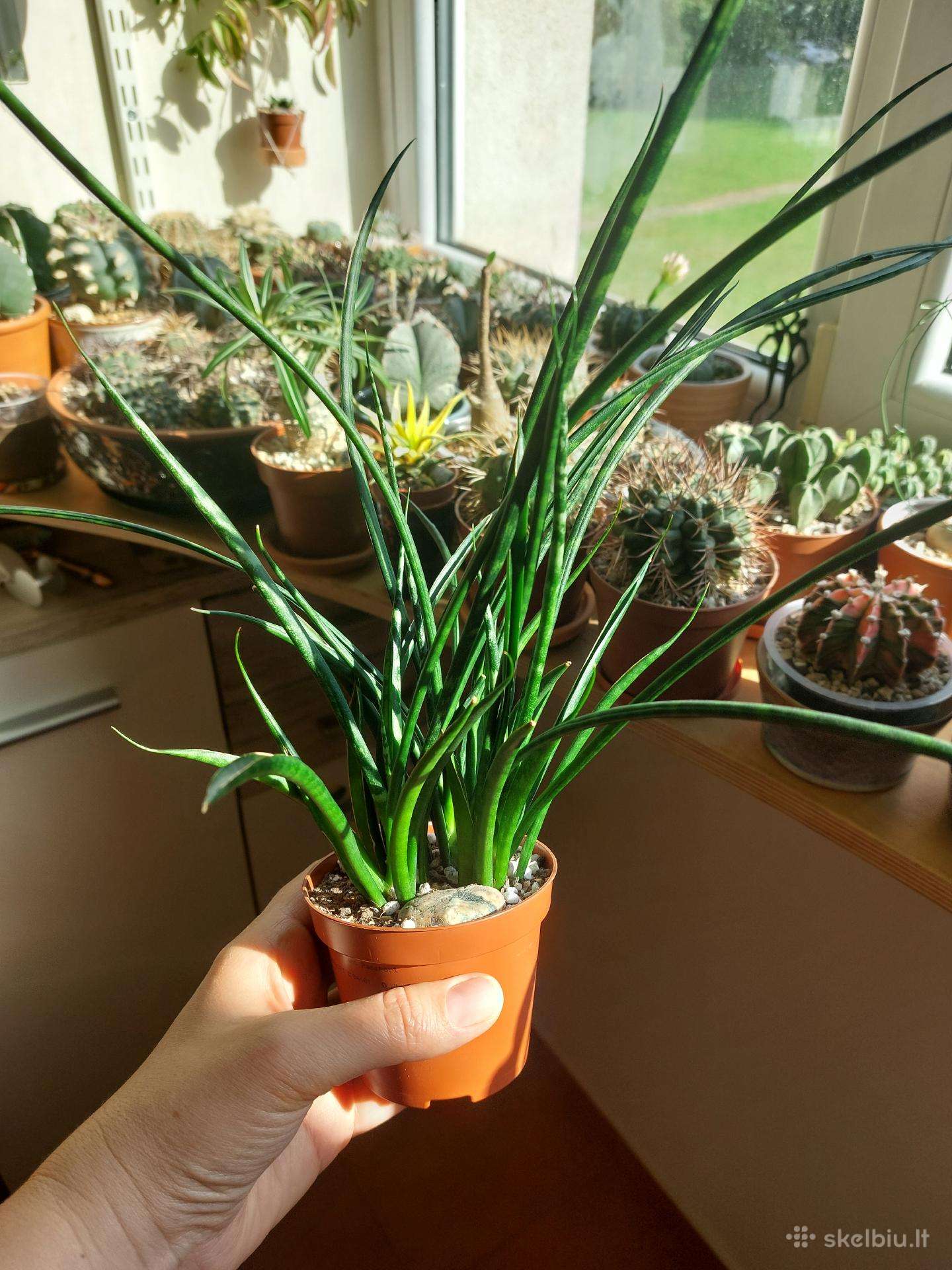 Sansevieria Fernwood