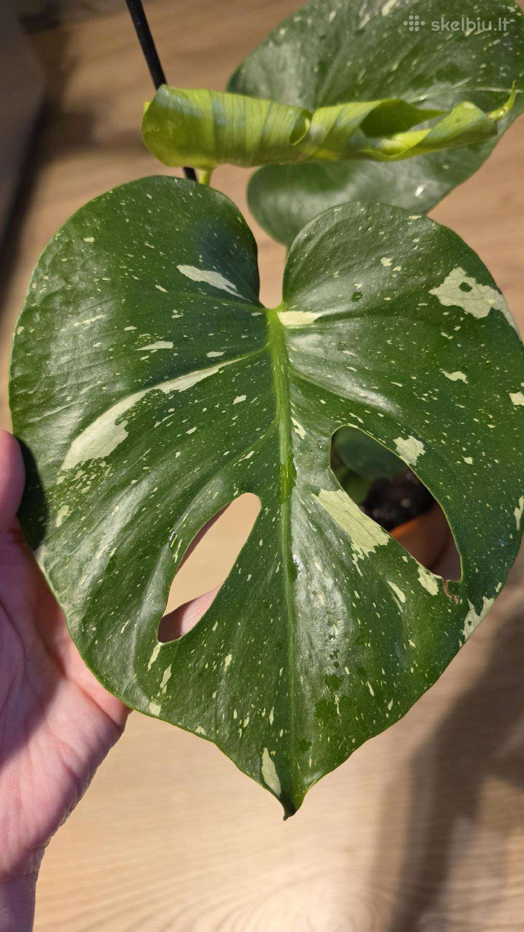 Monstera Deliciosa Thai Constelation
