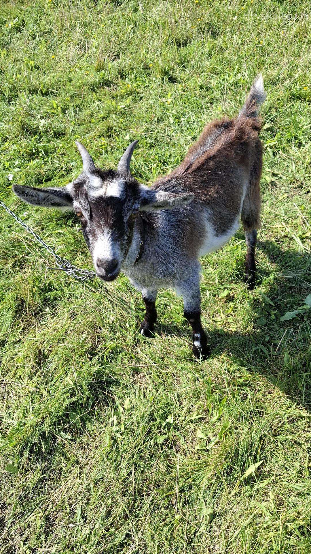 Parduodu oziukus