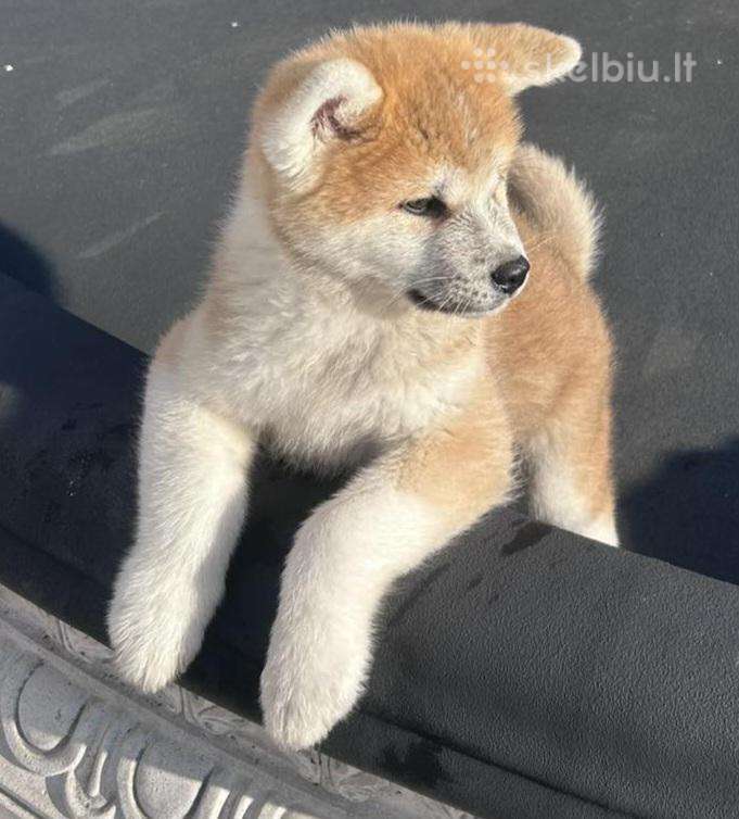 Japonų akitukai