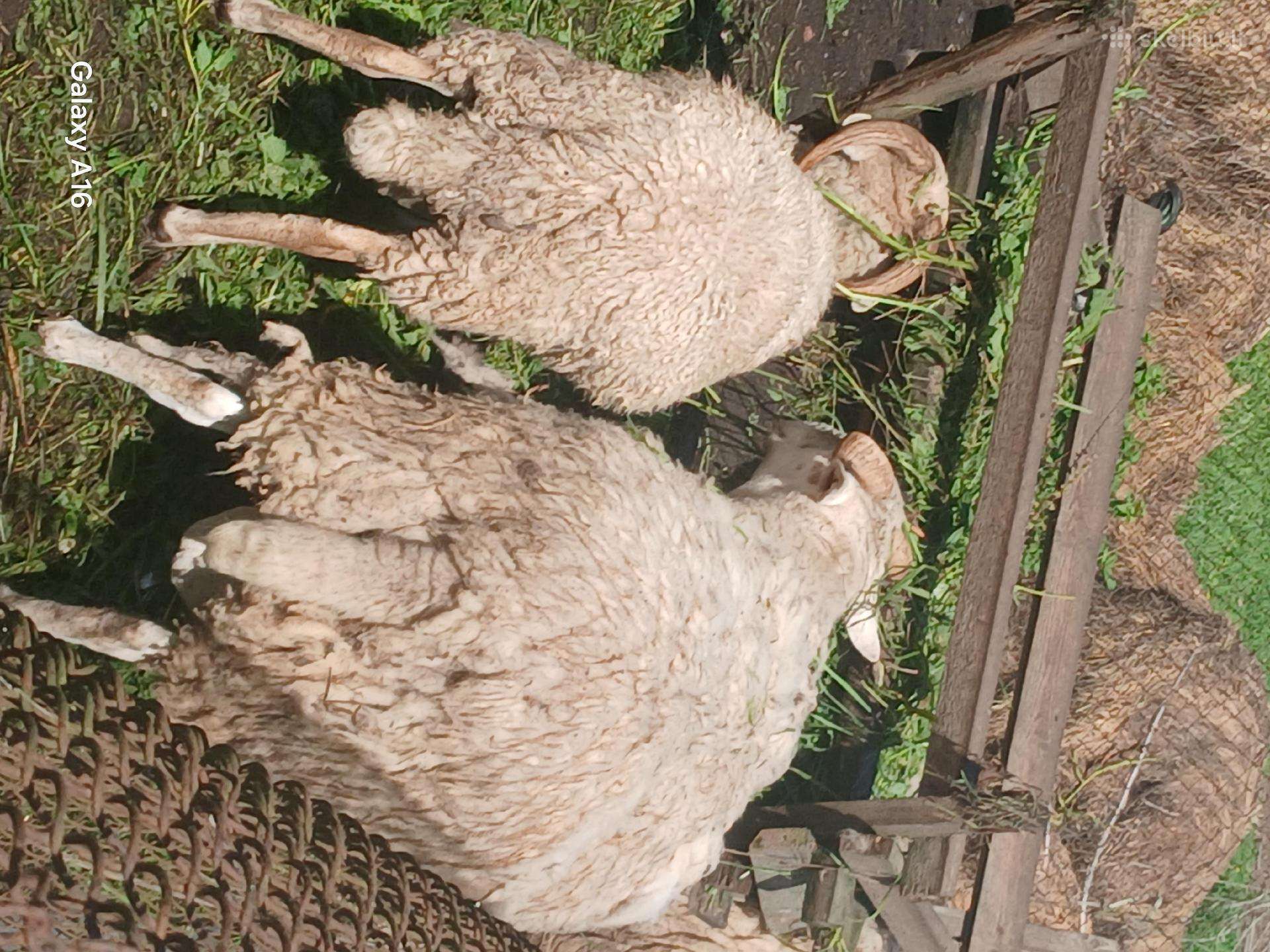 Avinas