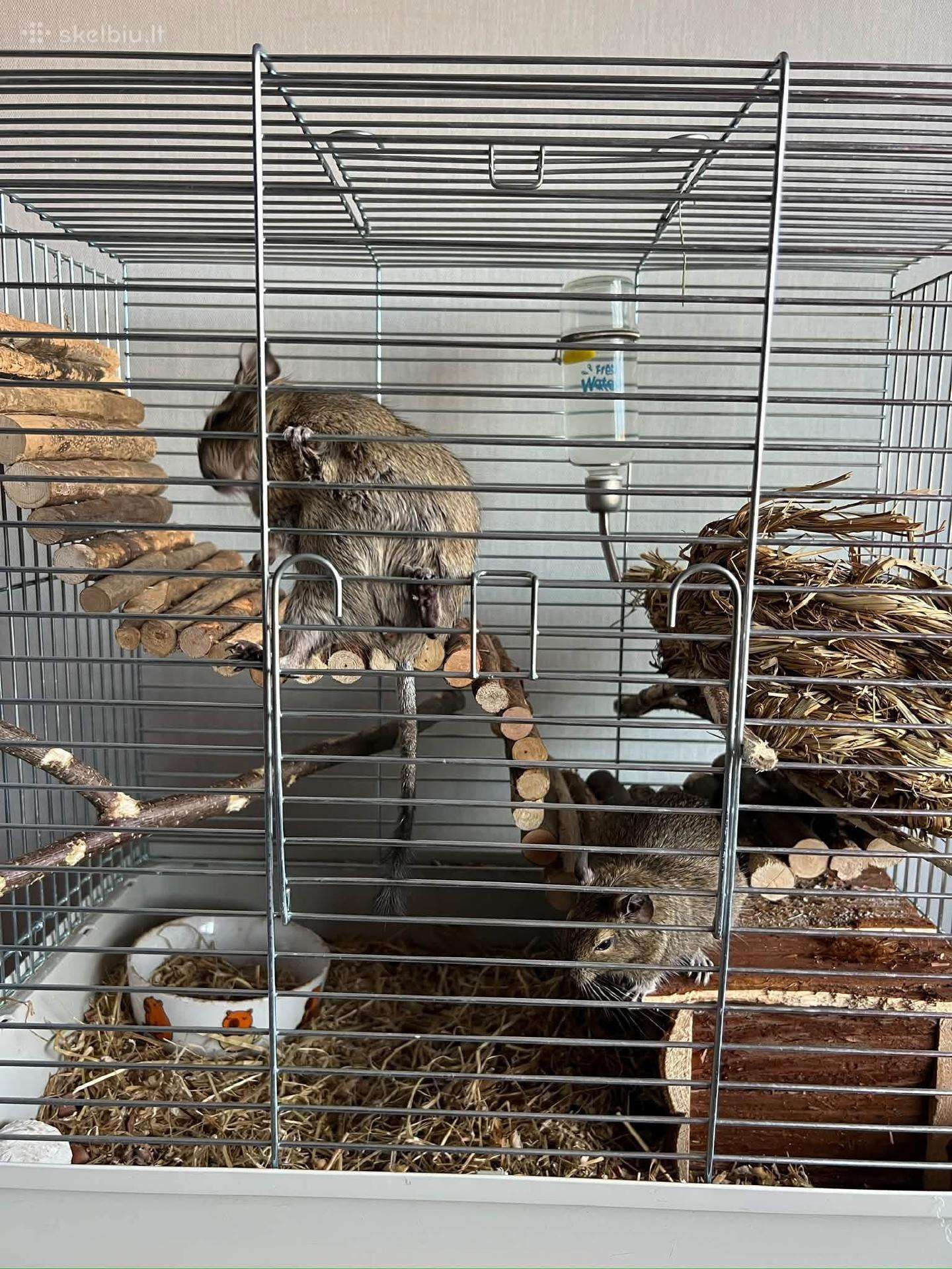 Degu patelės