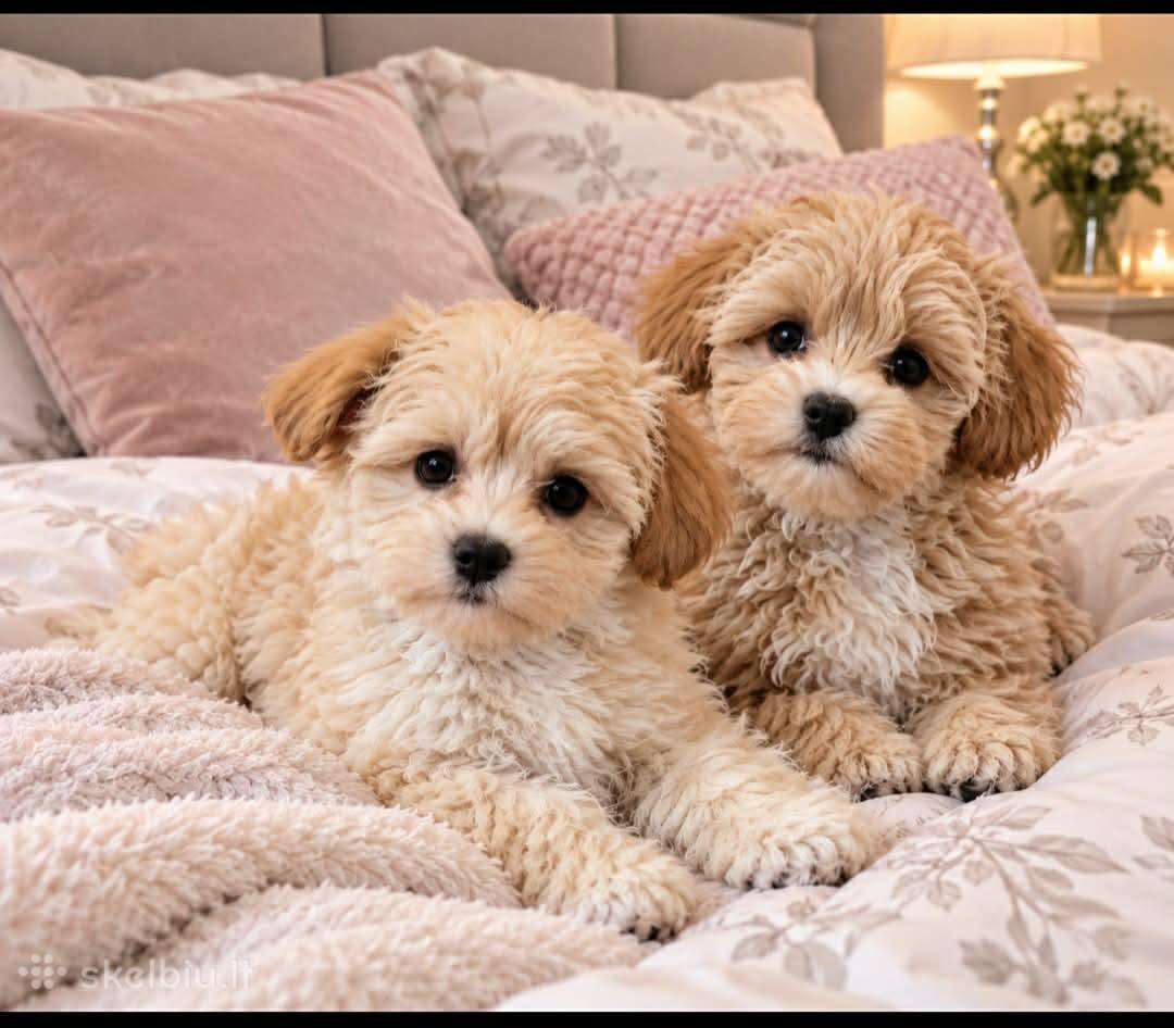 Maltipoo Mergyte 2.5 men