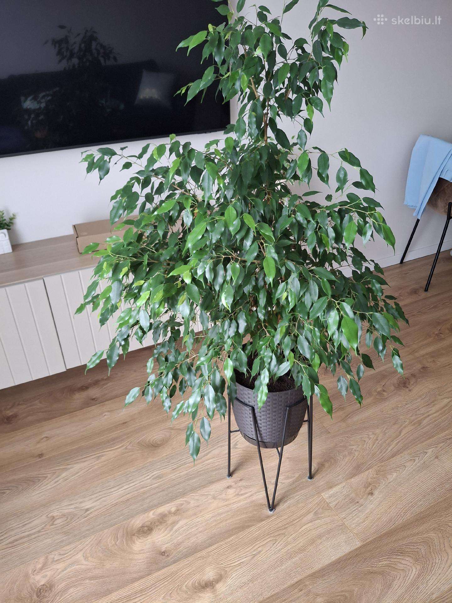 Benjamino fikusas (Ficus benjamina)