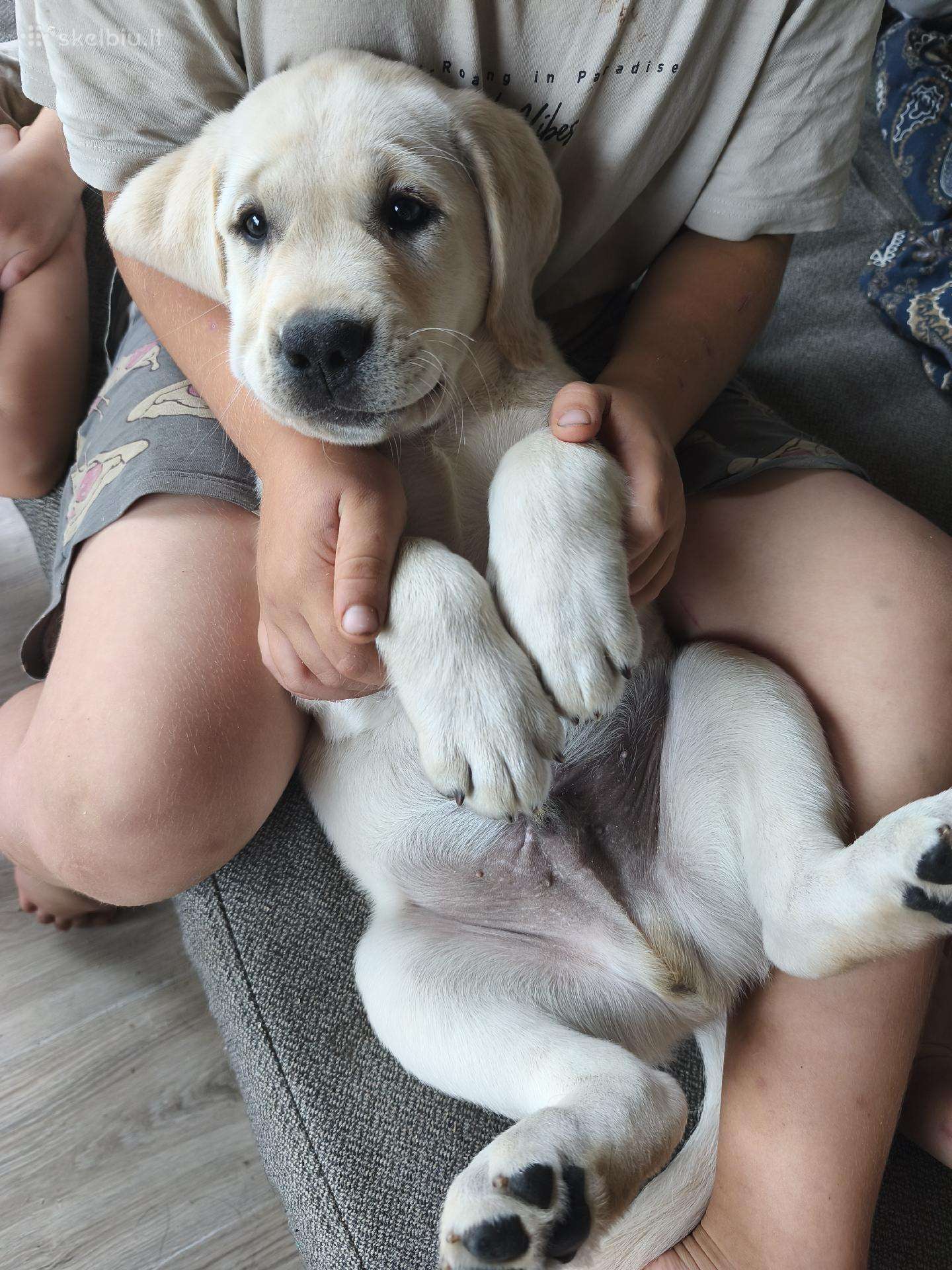 Kilmingi Labradoro retriverių šuniukai