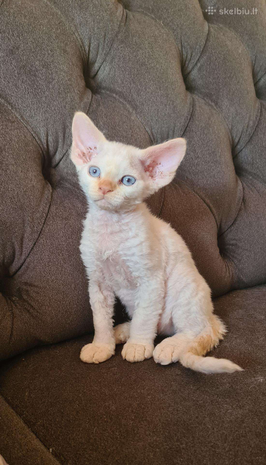 Devon Rex veislės katukas