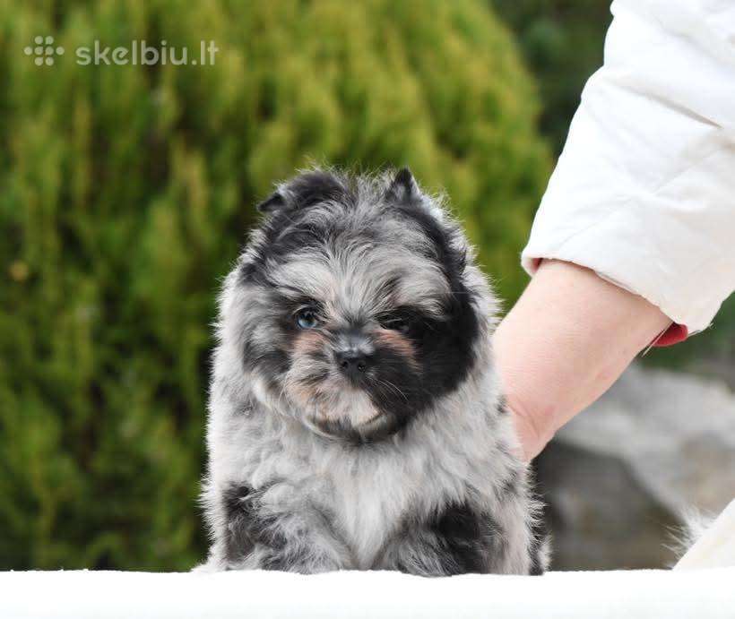Super mini Goldast ir Merle