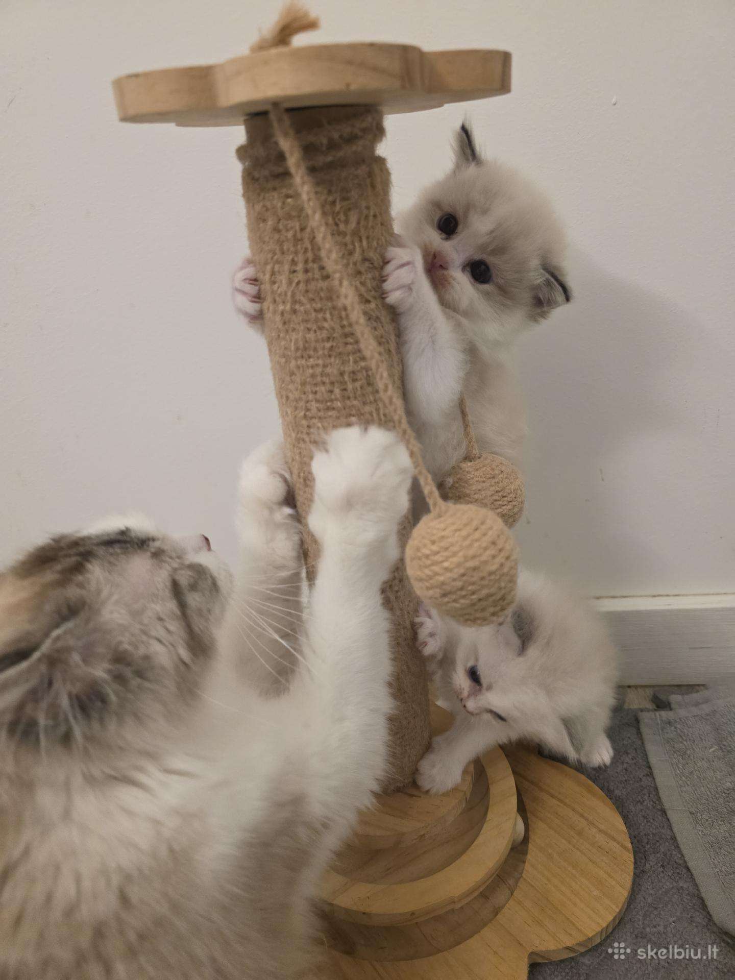 Kilmingi Ragdoll kačiukai
