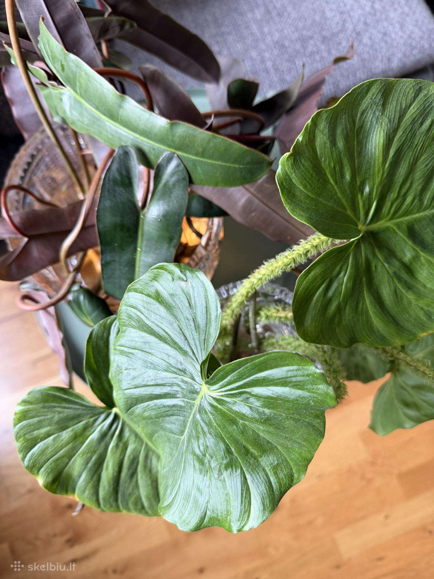 Philodendron bilietiae ir fuzzy petiole