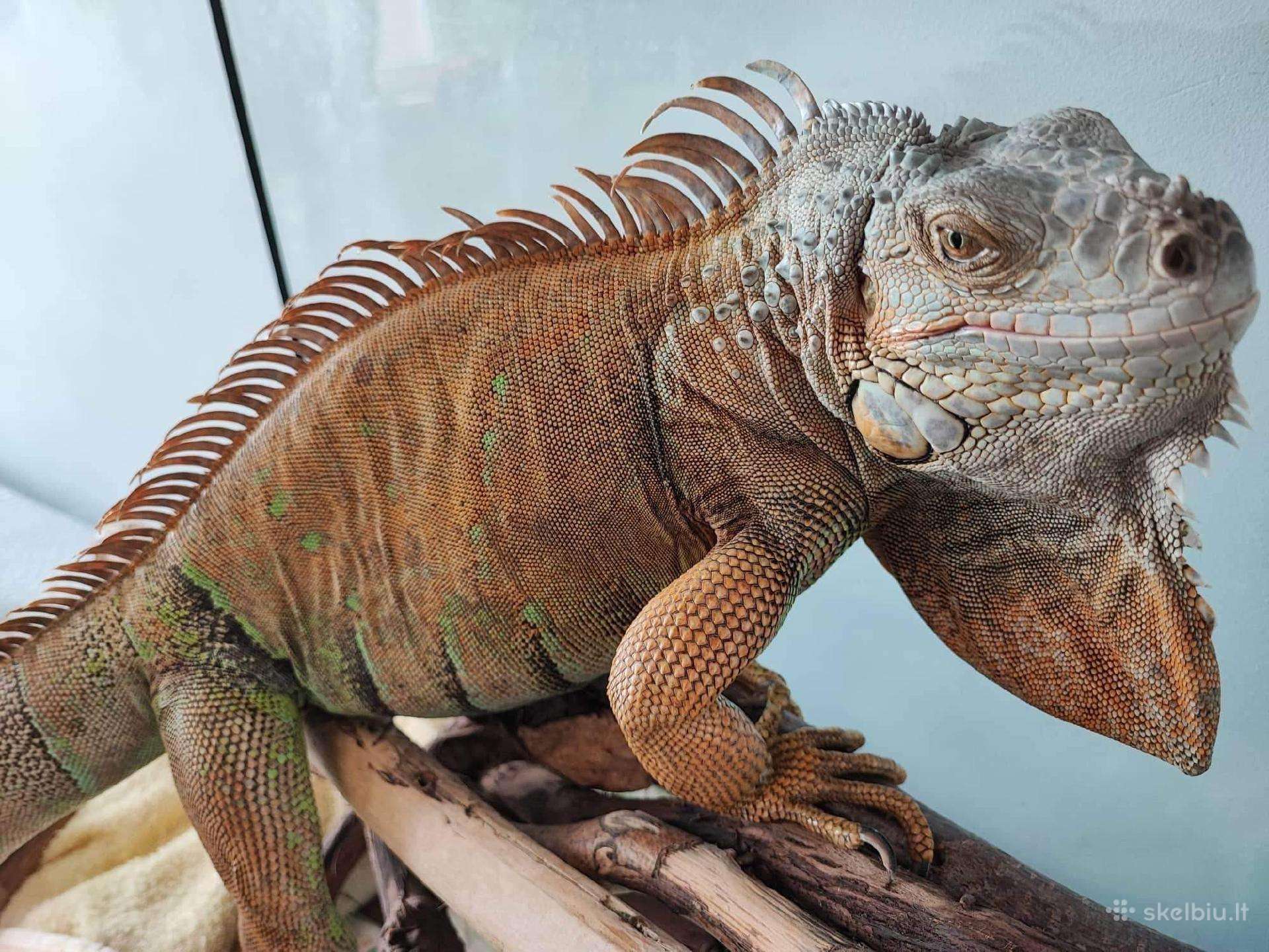 Parduodama iguana