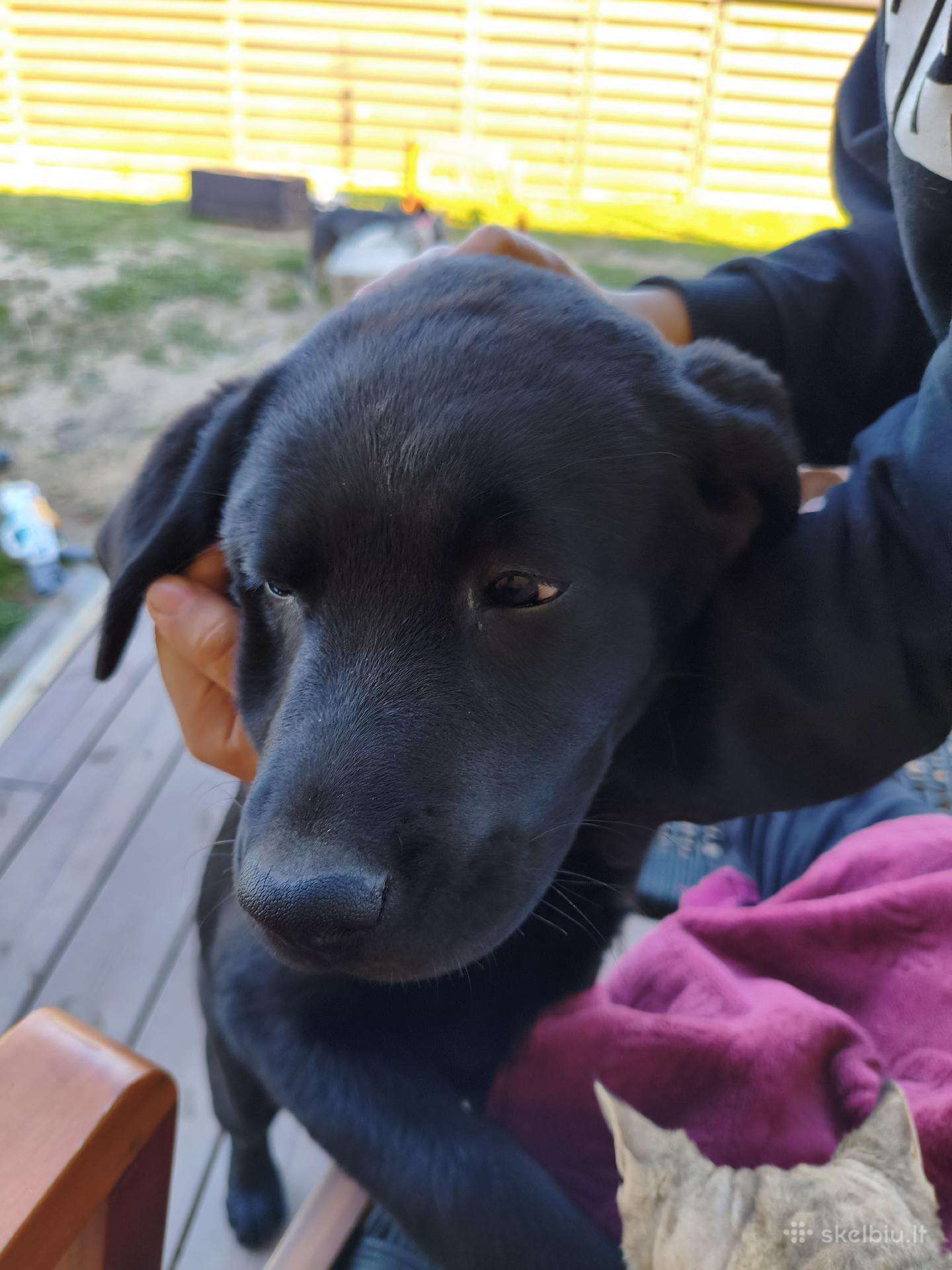 Labradoriukė ieško namų