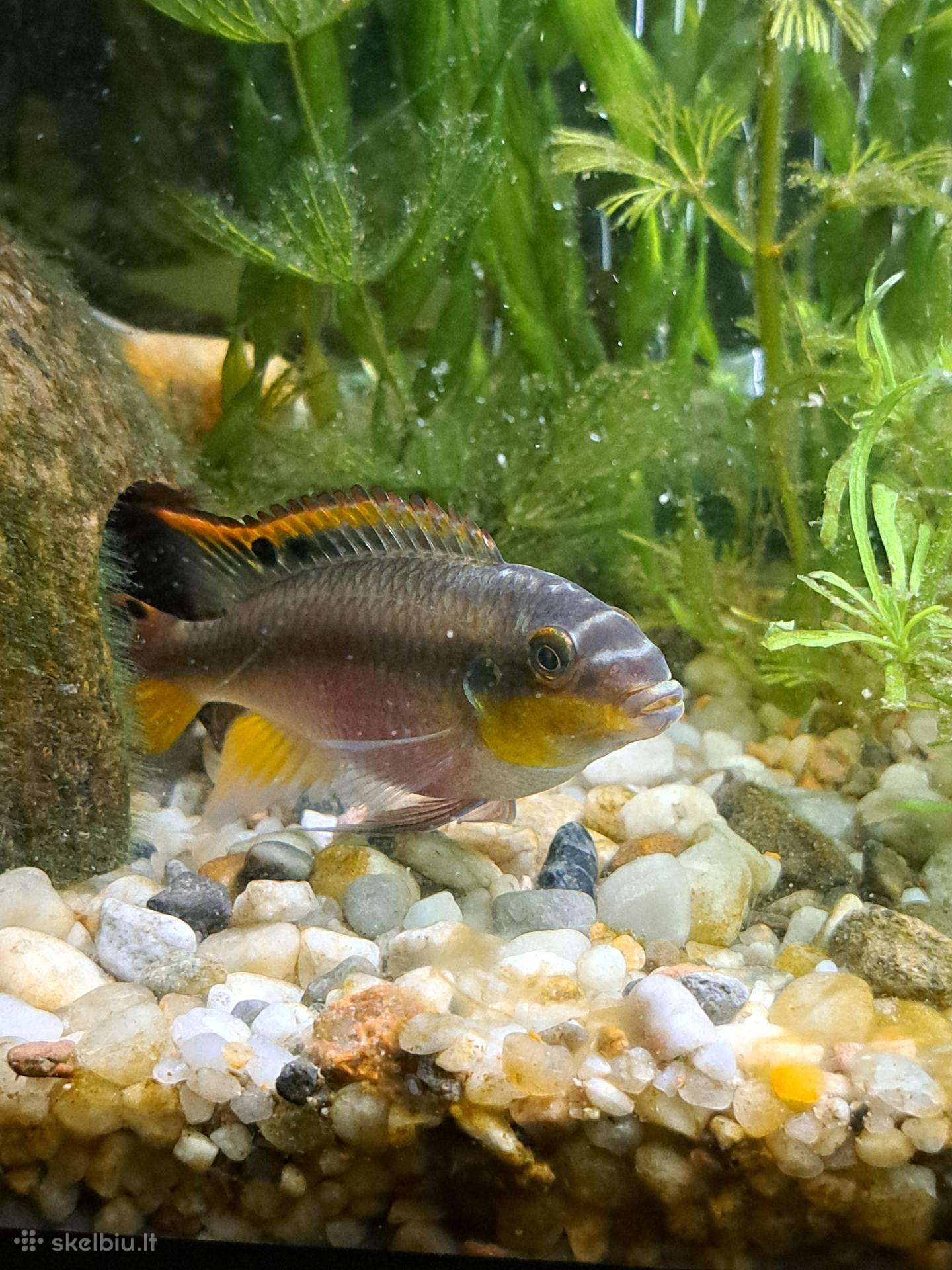 Parduodu Kribensis Ciklidą / Coridora Paleatus