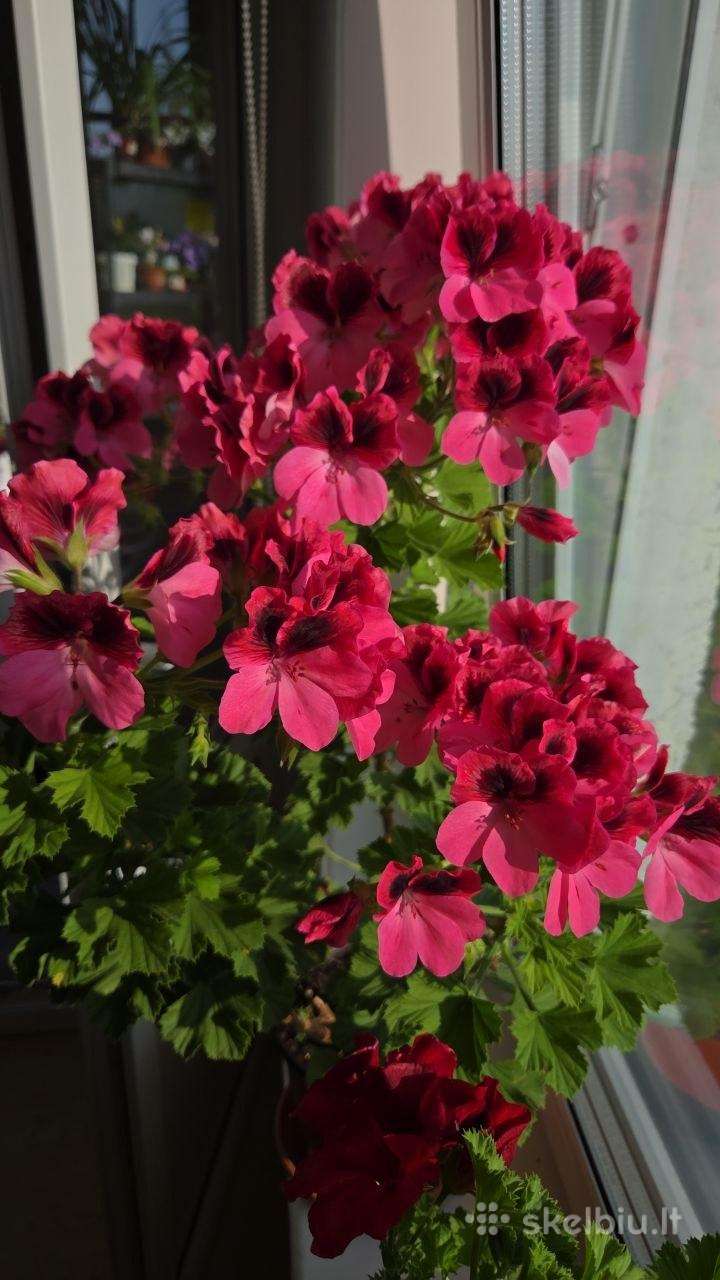 Karališkoji pelargonija.