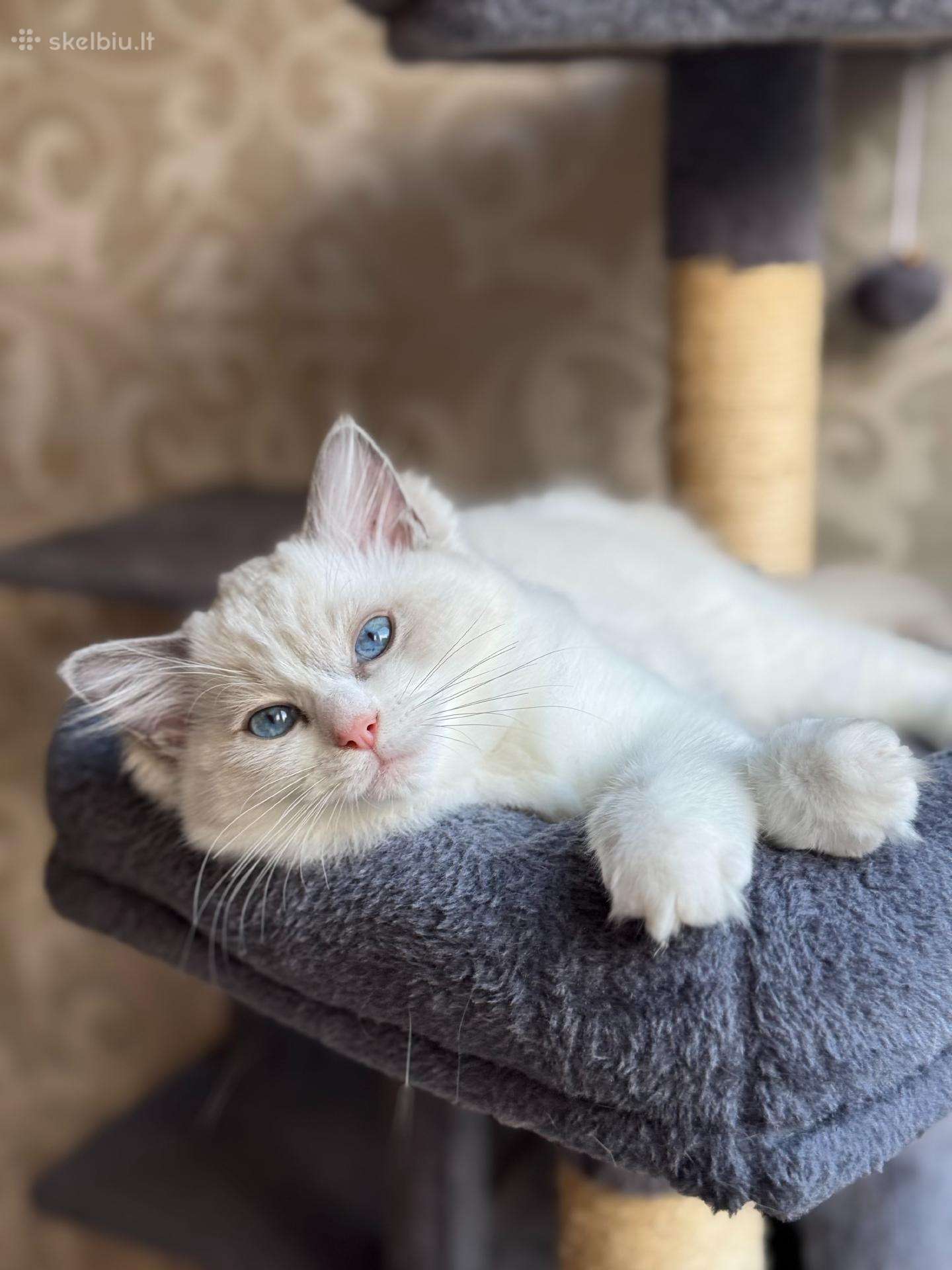 Ragdoll katytė