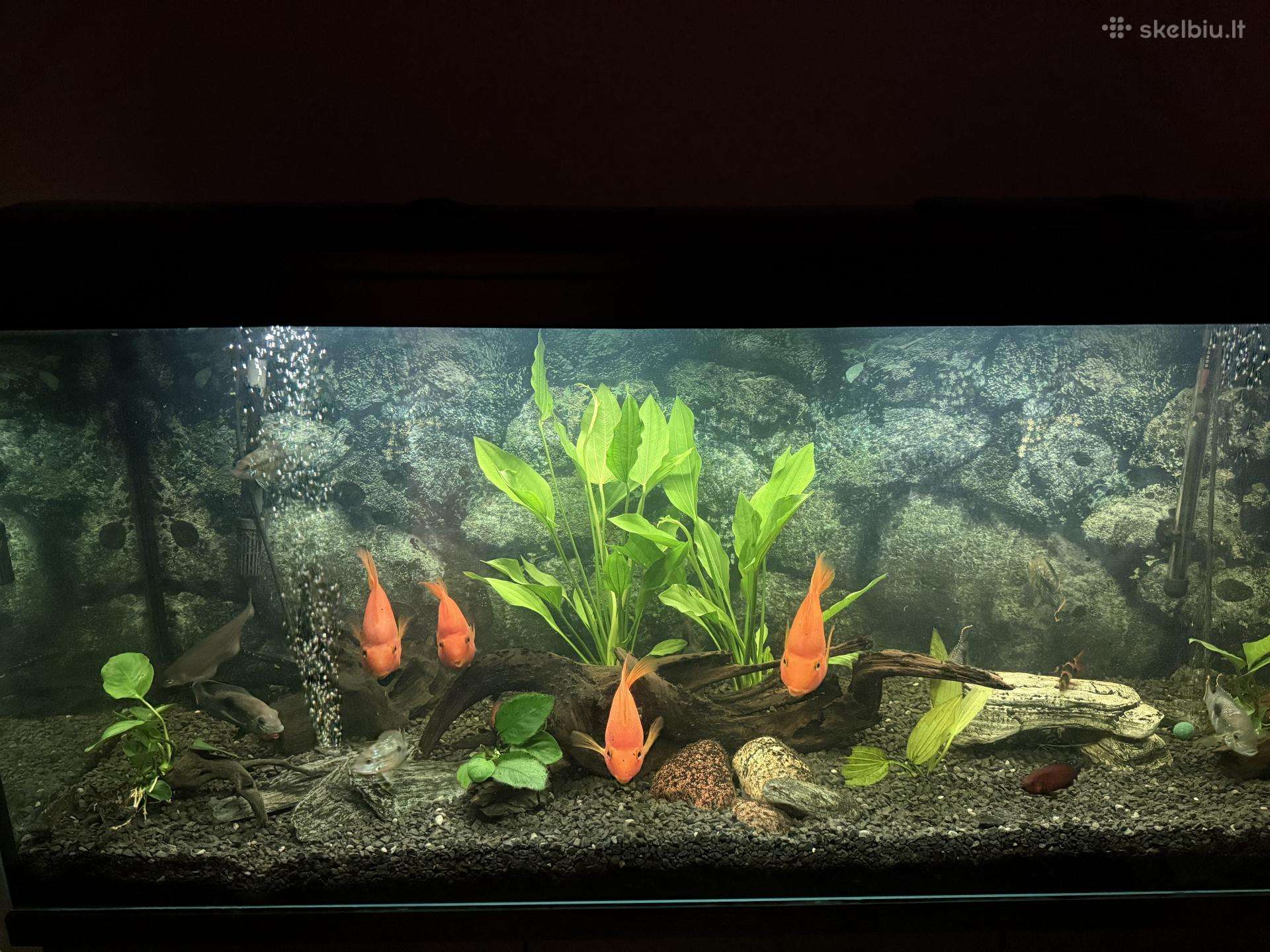 Parrot Cichlid