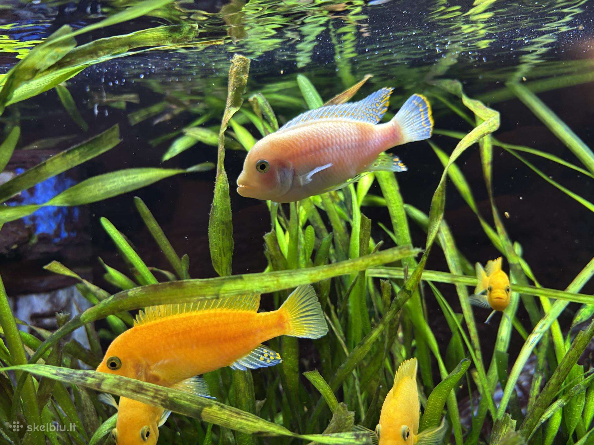 Dovanoju Red zebra cikidus