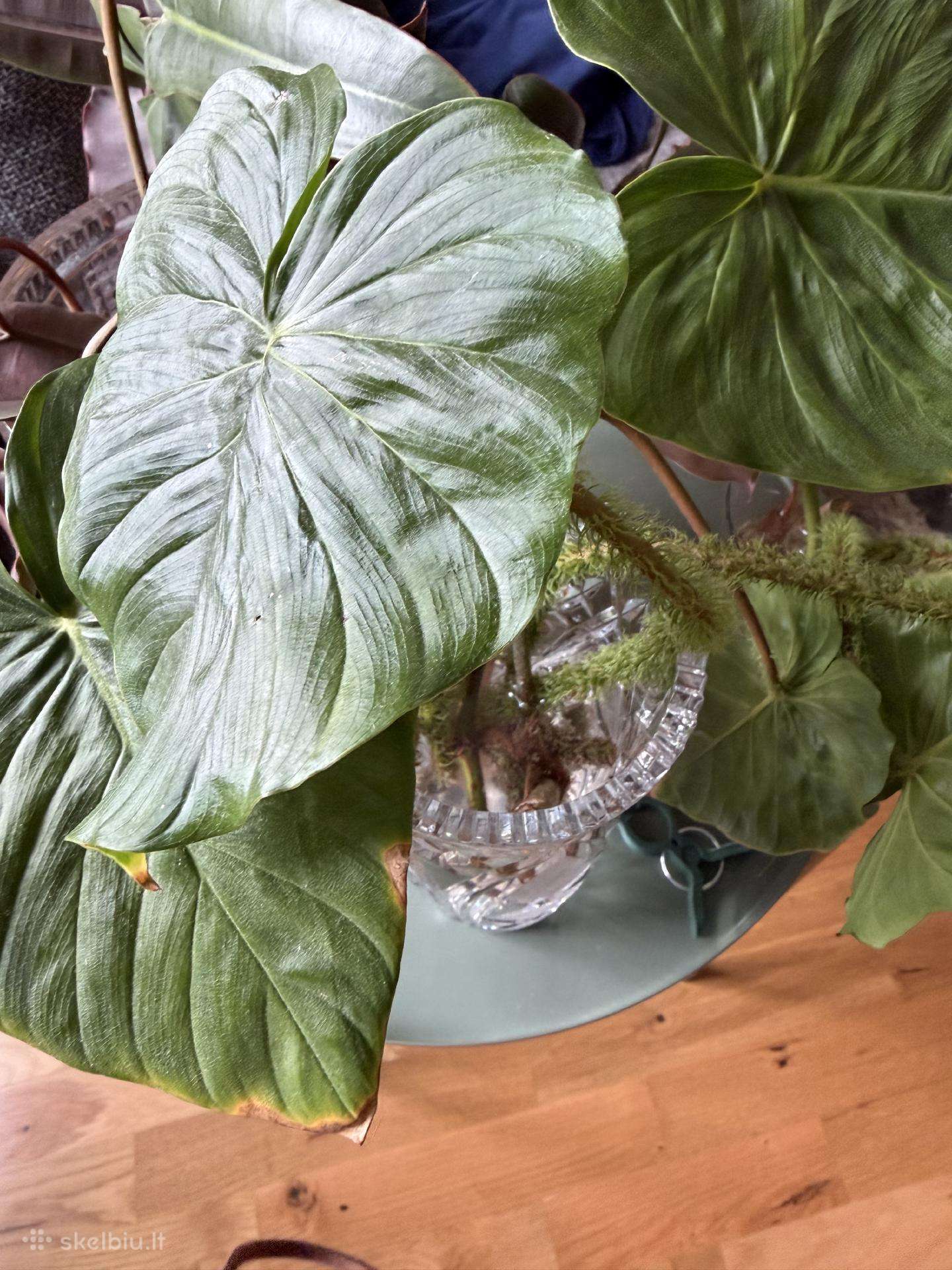 Philodendron fibrosum