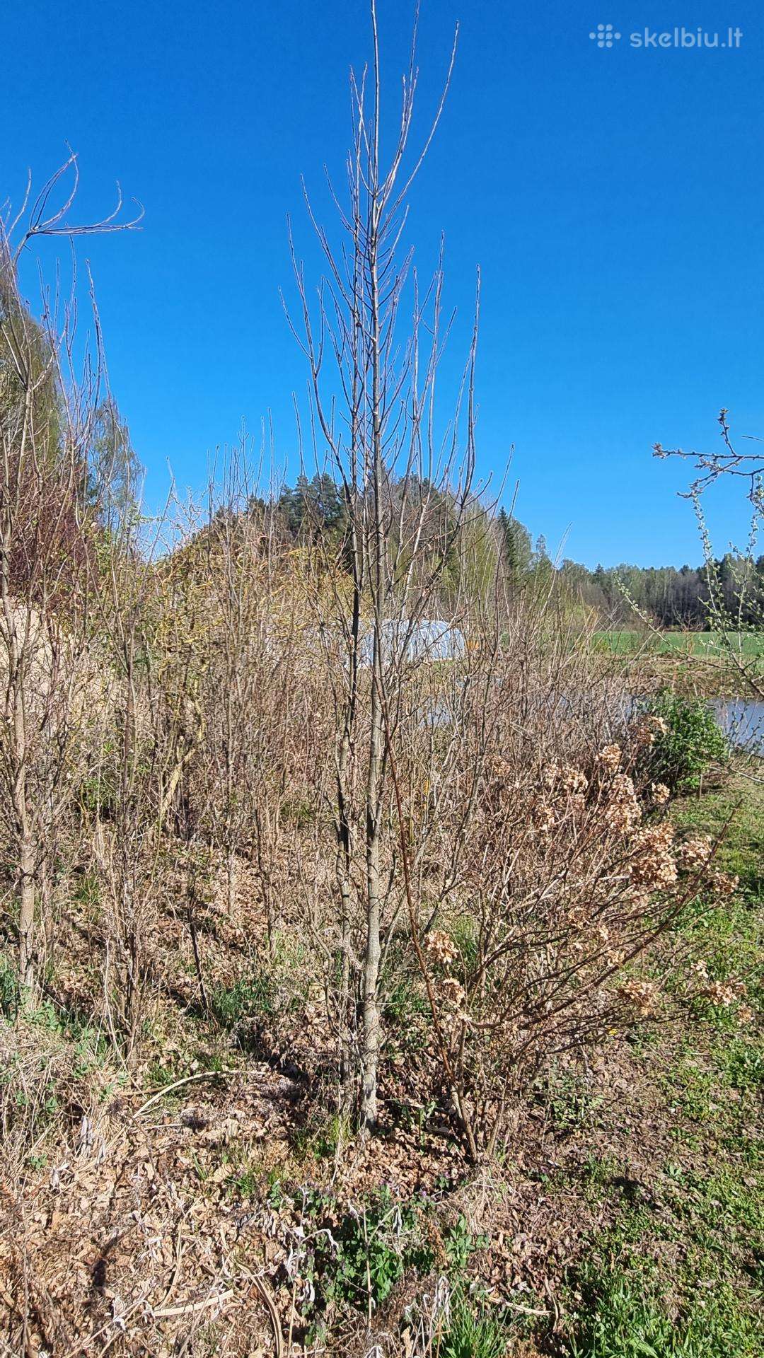 Koloniniai ąžuolai