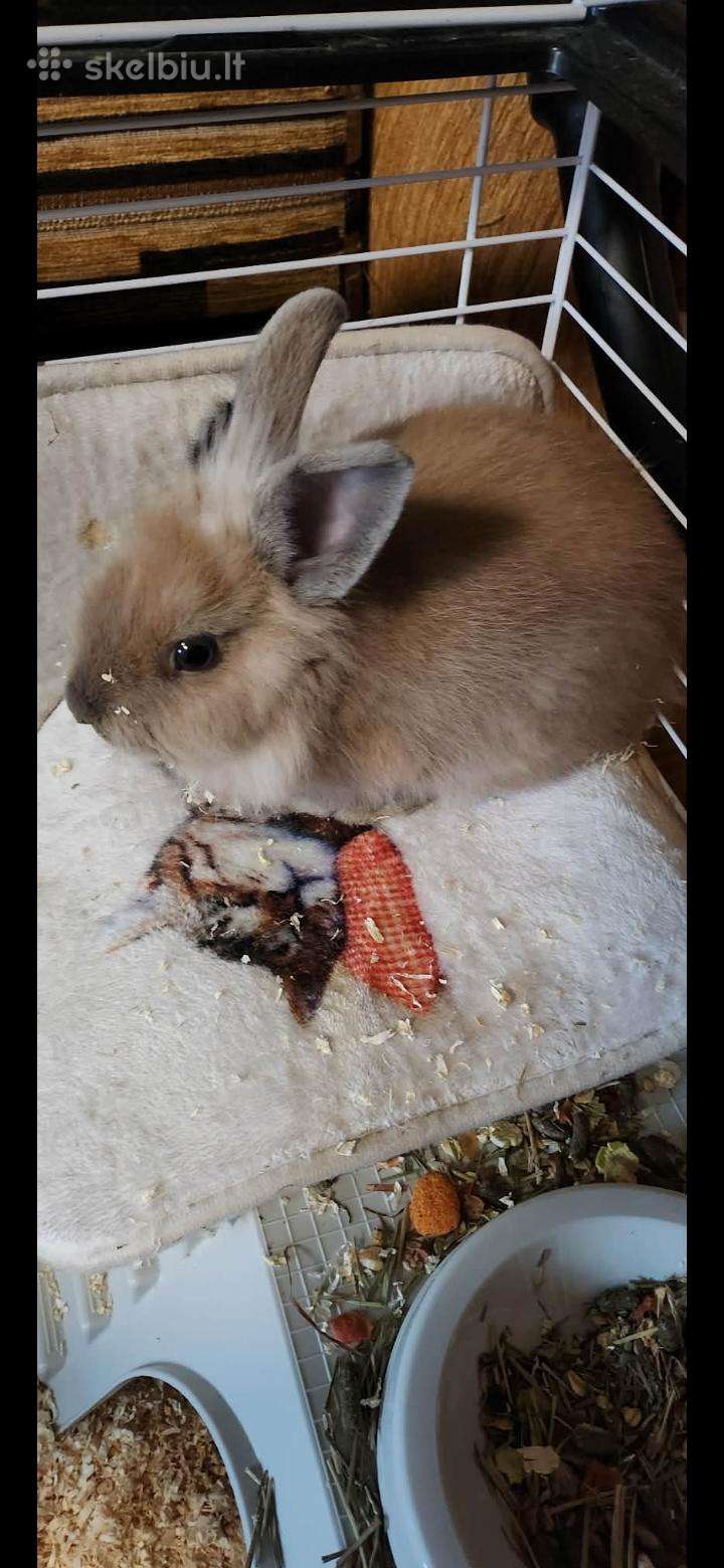 Triušiukas
